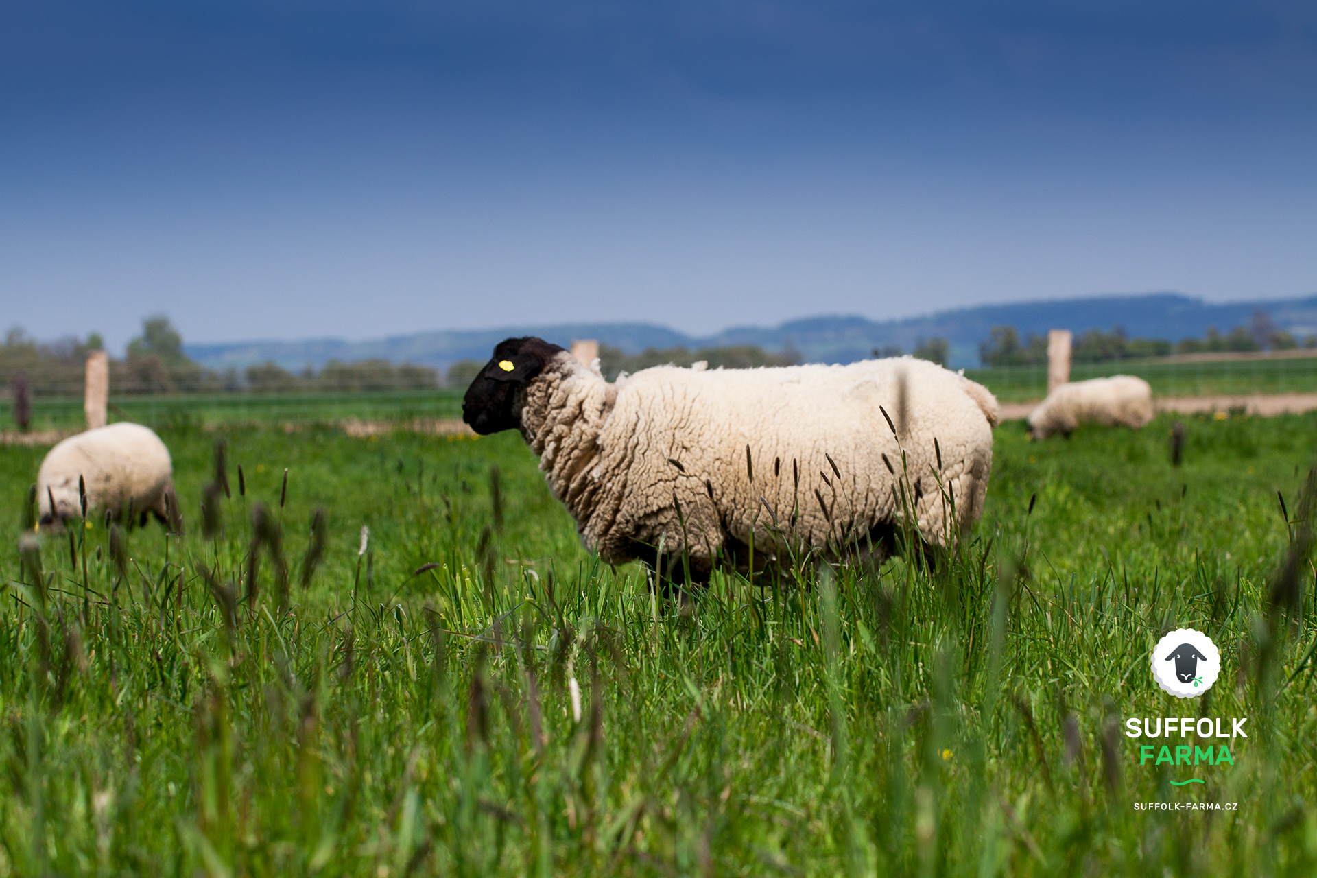 SUFFOLK FARMA foto 3