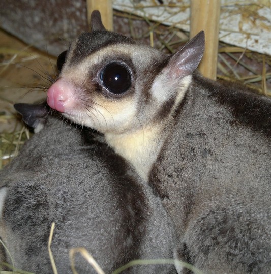 Hlídání mazlíčků Petland foto 1