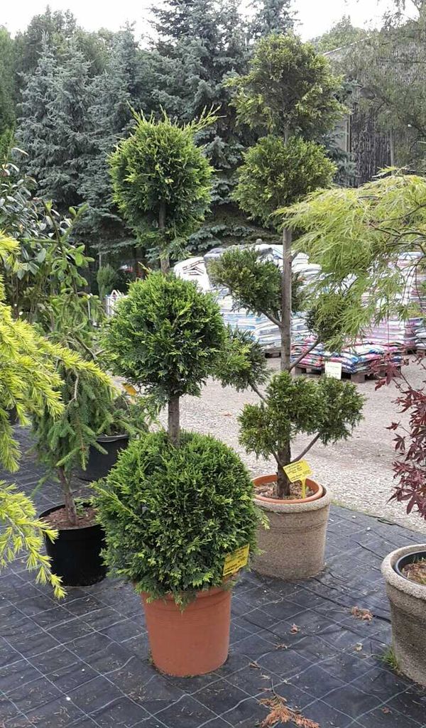 Poplze U Libochovic Zahradnictvi () Poplze U Libochovic Zahradnictvi