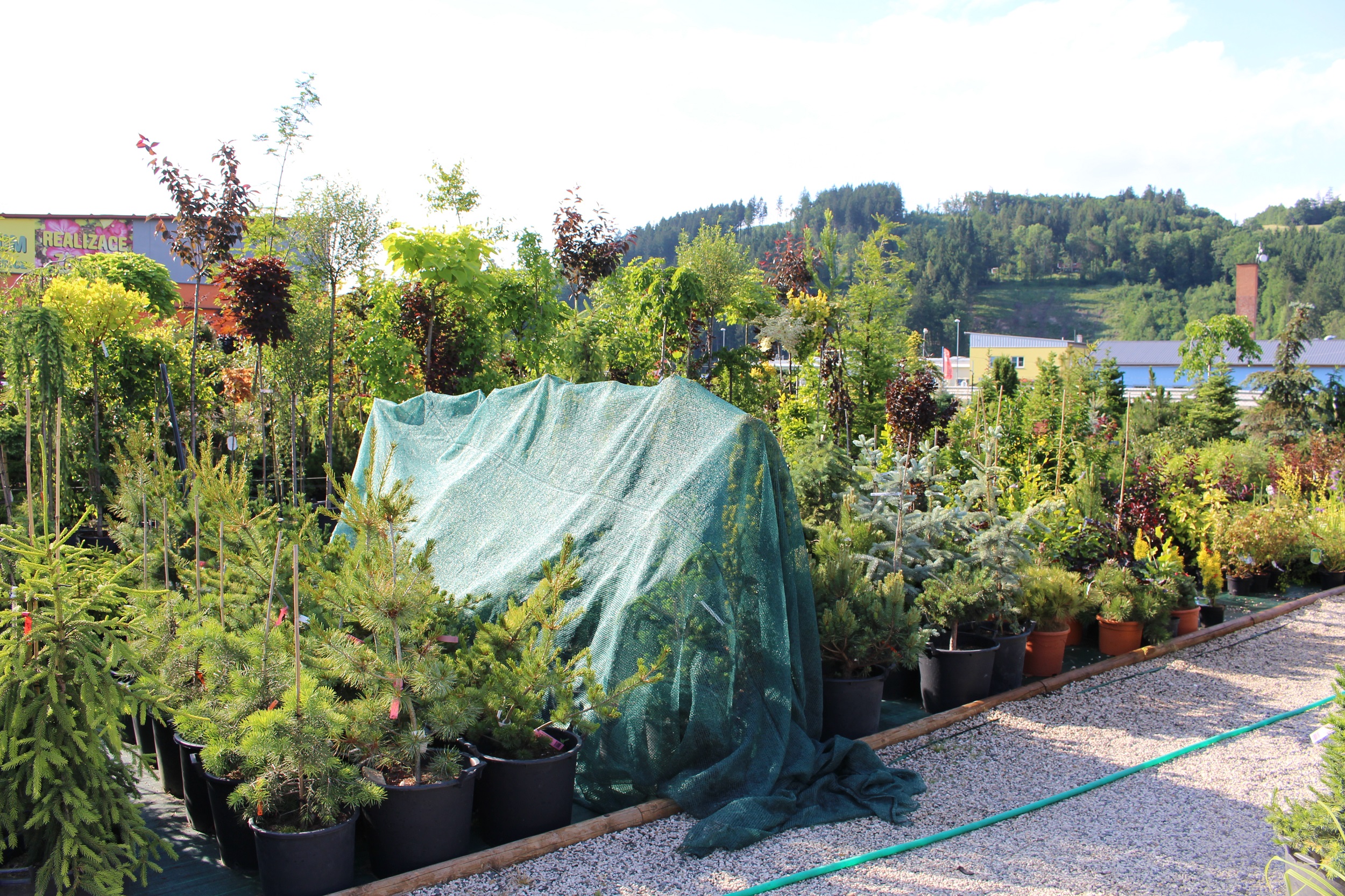 Zahradnictví Clematis - Radek Janků foto 3