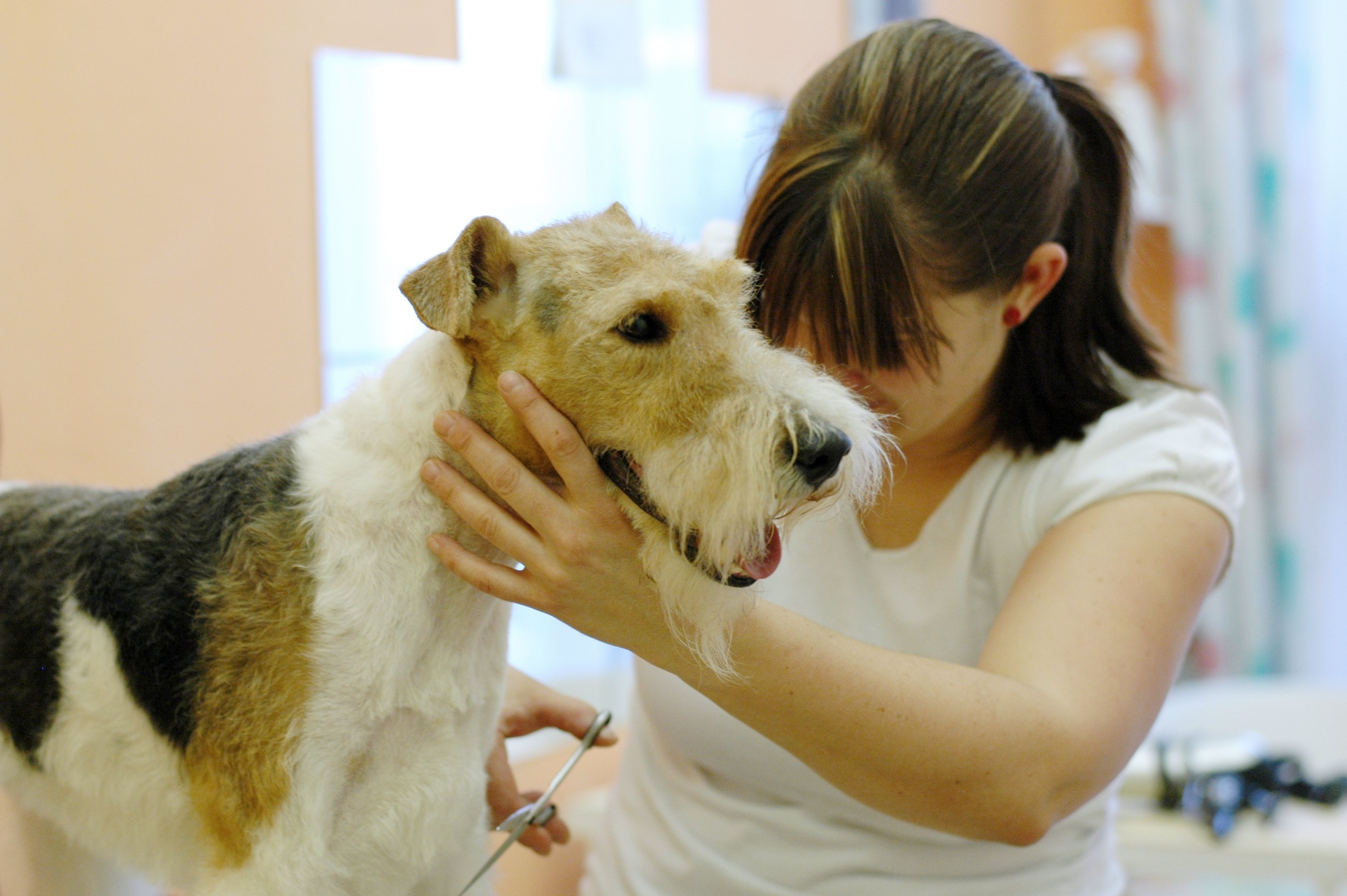 Psí salon Střihnu Psa foto 3