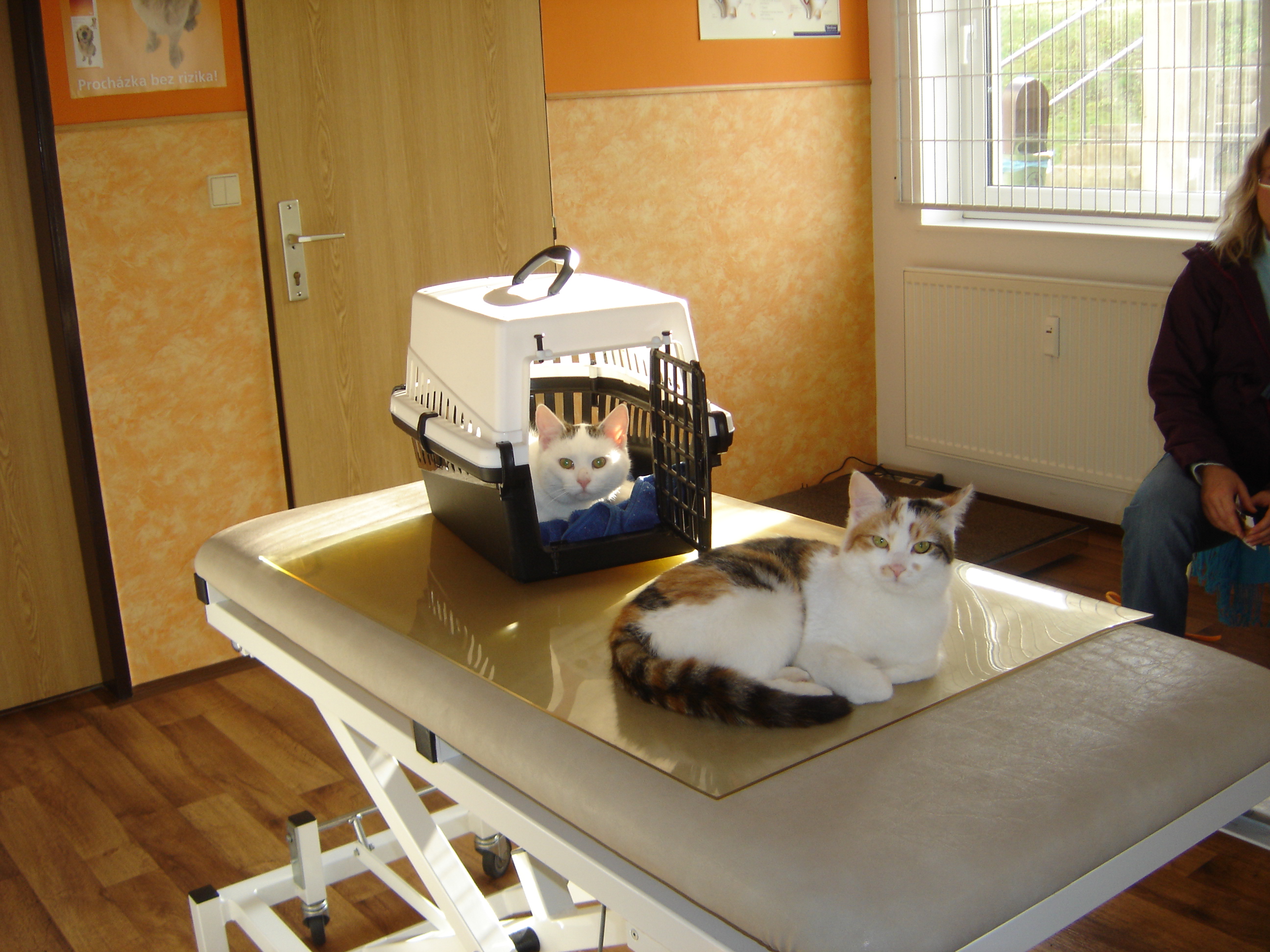 Veterinární ordinace AmiVet - MVDr. Michaela Medrová foto 5