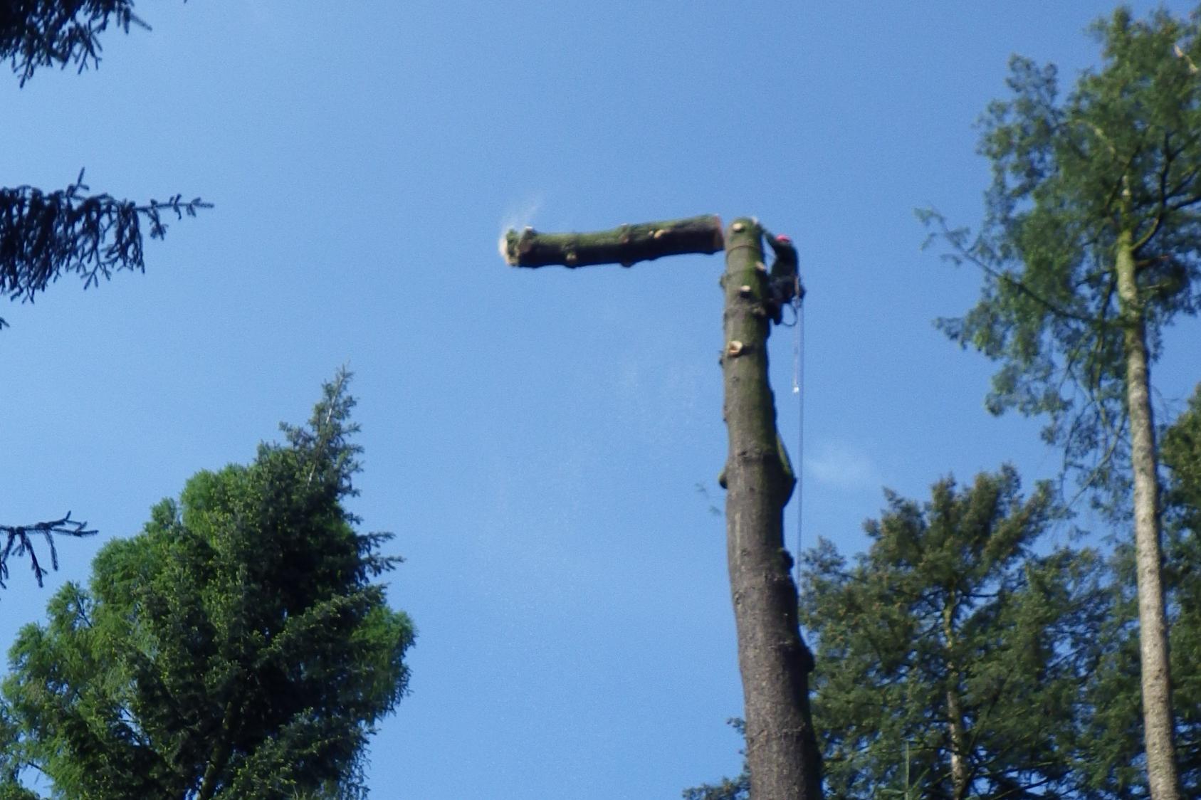 Jan Vyjídáček - kácení a ořezy dřevin