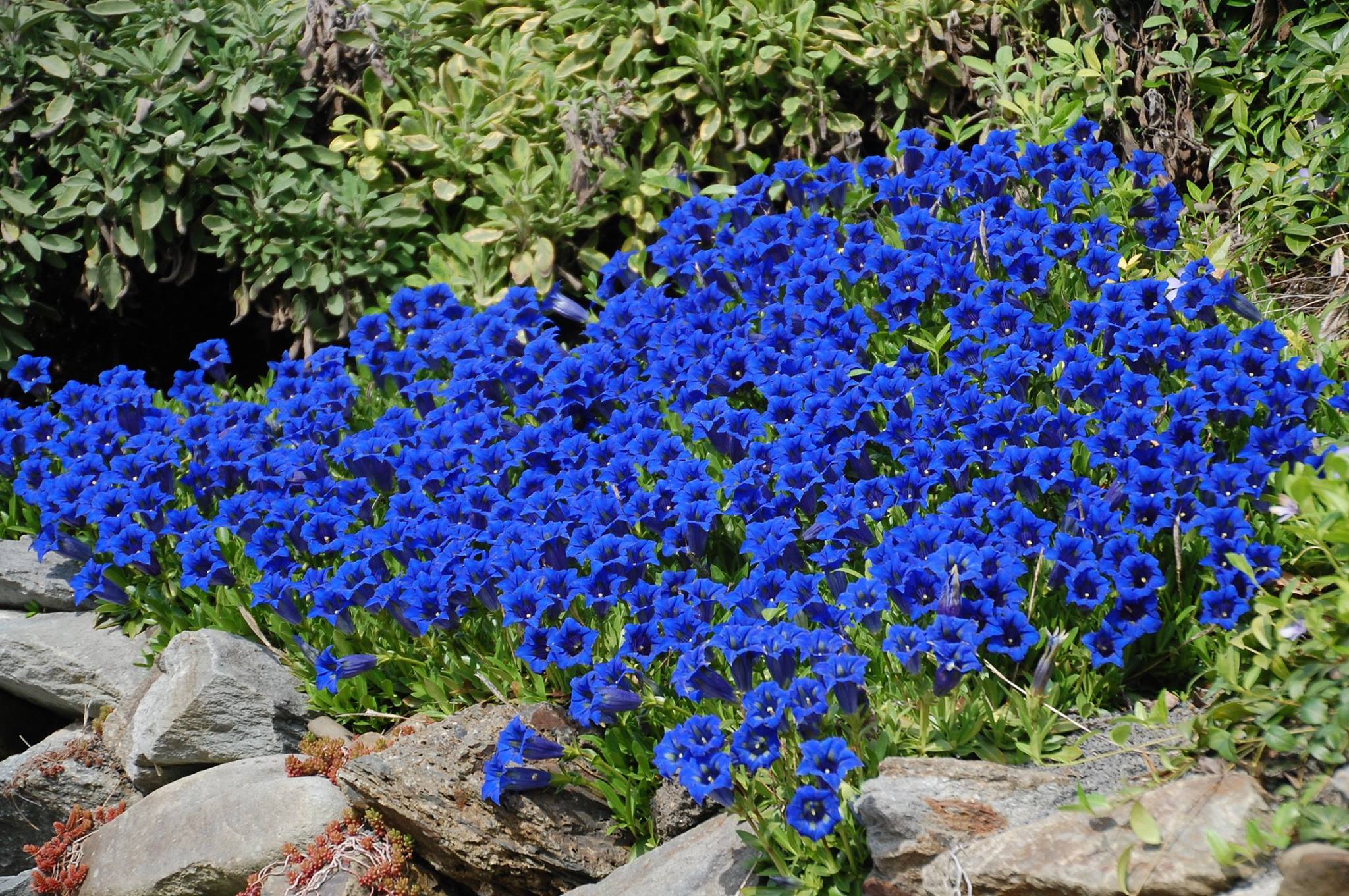 Ing. Radim Slabý - Arboretum Makču Pikču foto 4