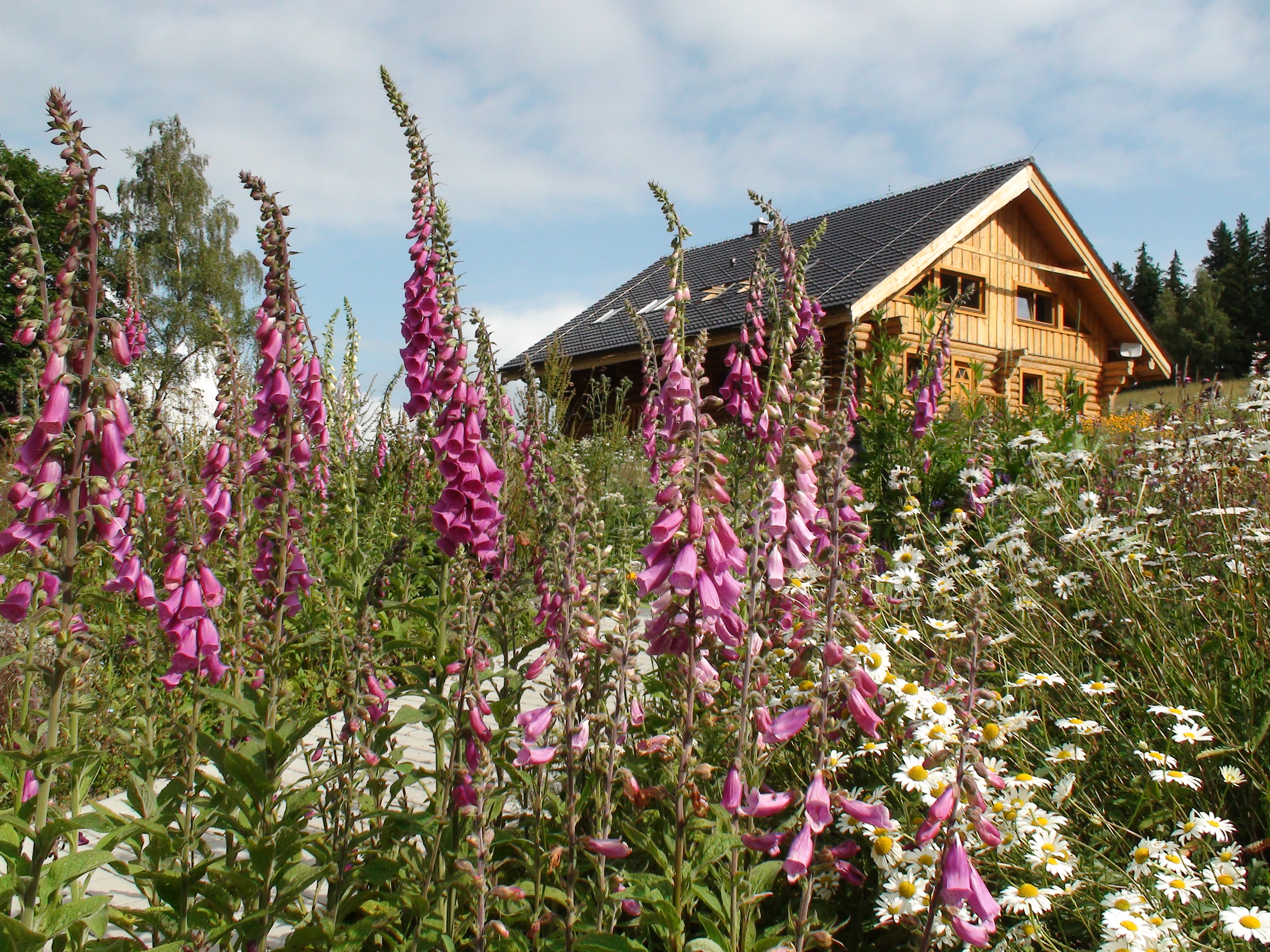 Srub Javorná - Apartmány Šumava foto 3