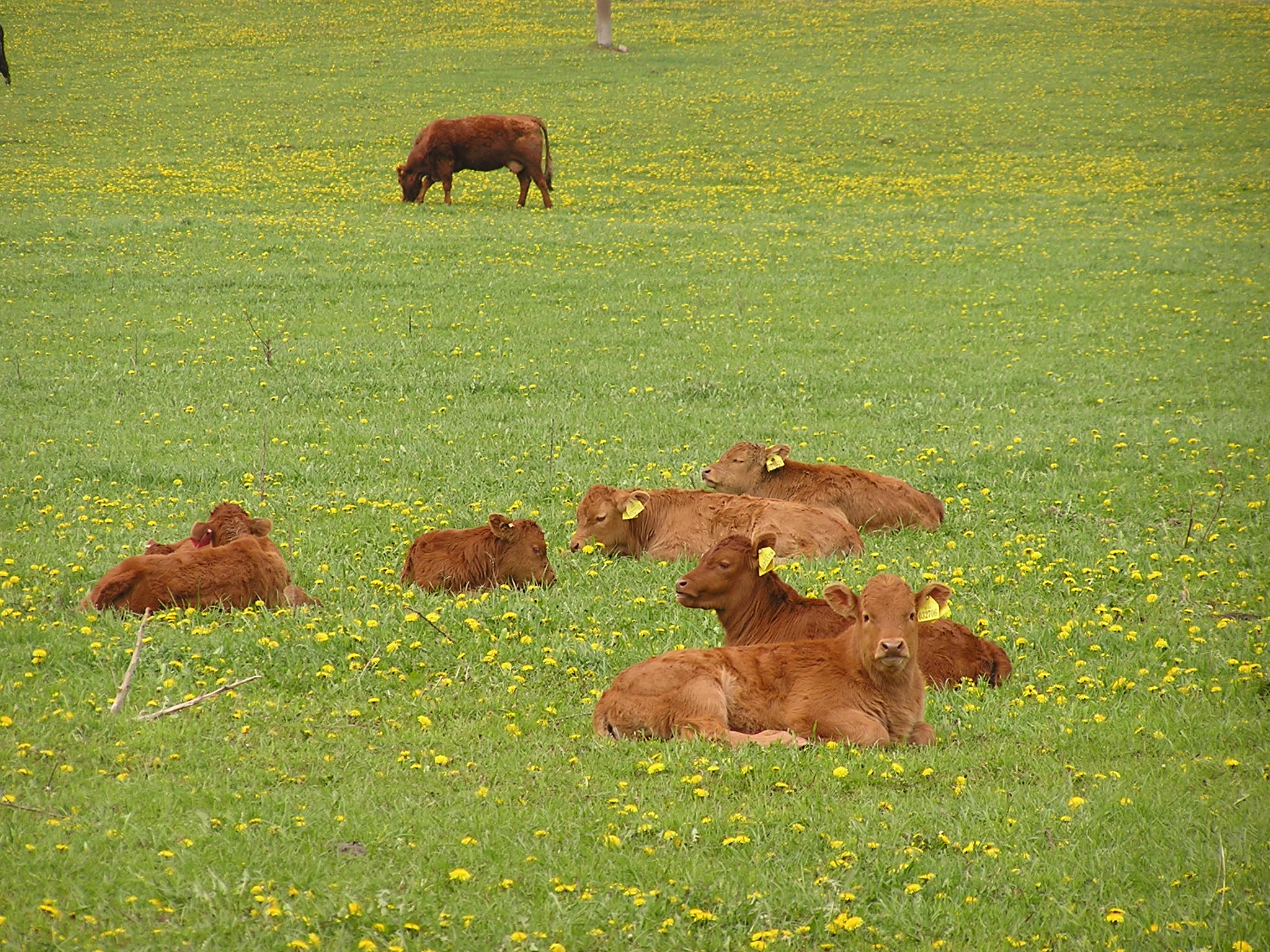 Farma Kozák s.r.o. foto 3