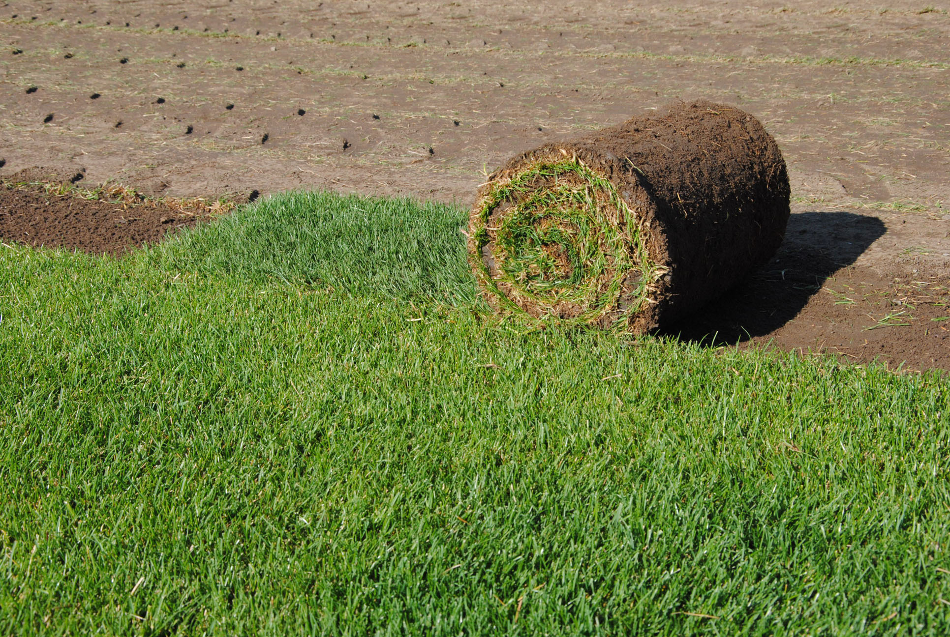 Ing. Jiří Vrbas - KVĚT trávníková školka foto 2