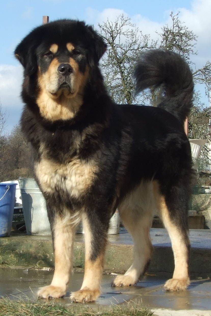 Chovatelská stanice Dharmapala foto 3