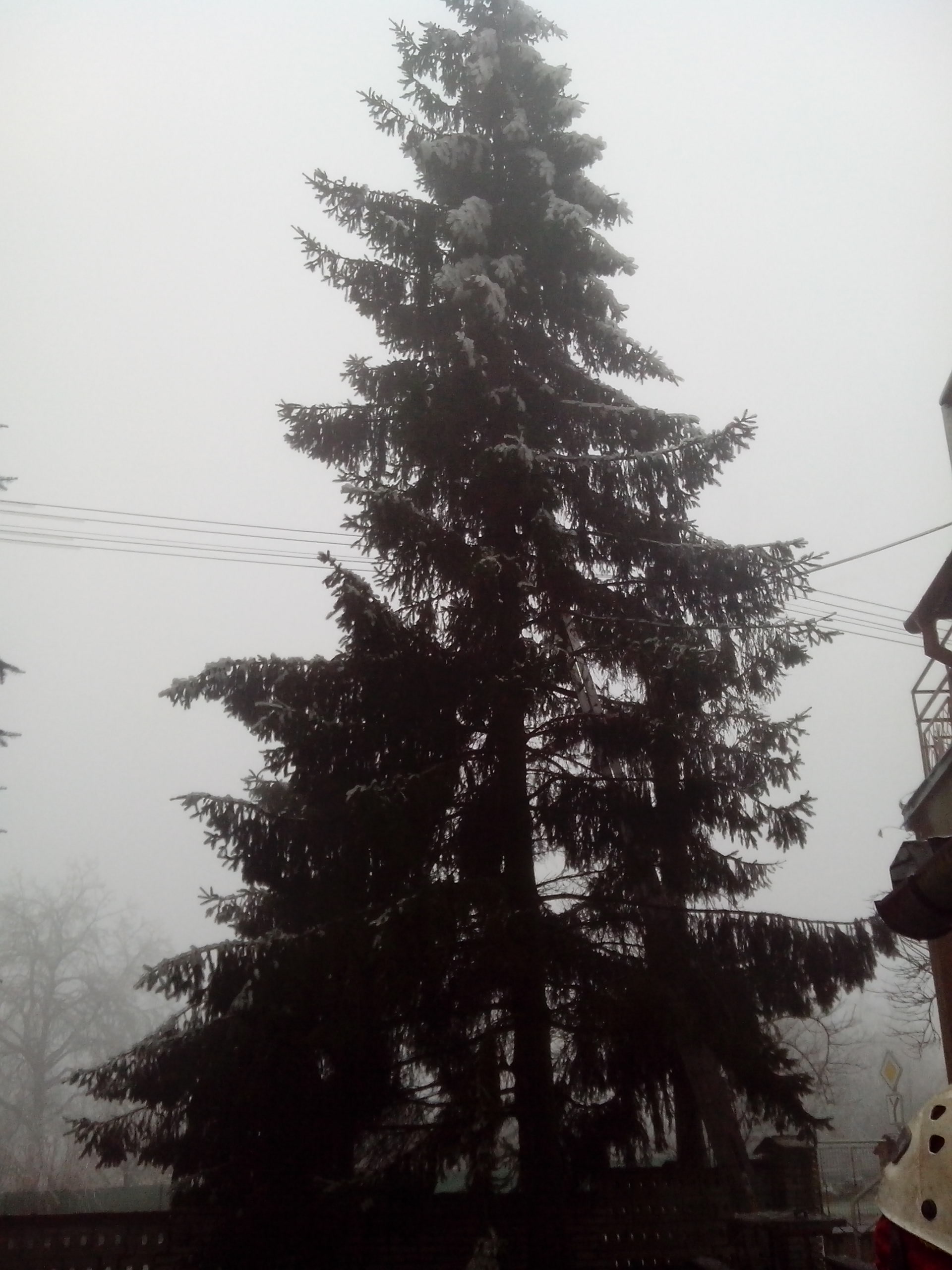 Rizikové kácení stromů - Bobr Hlodavec foto 4