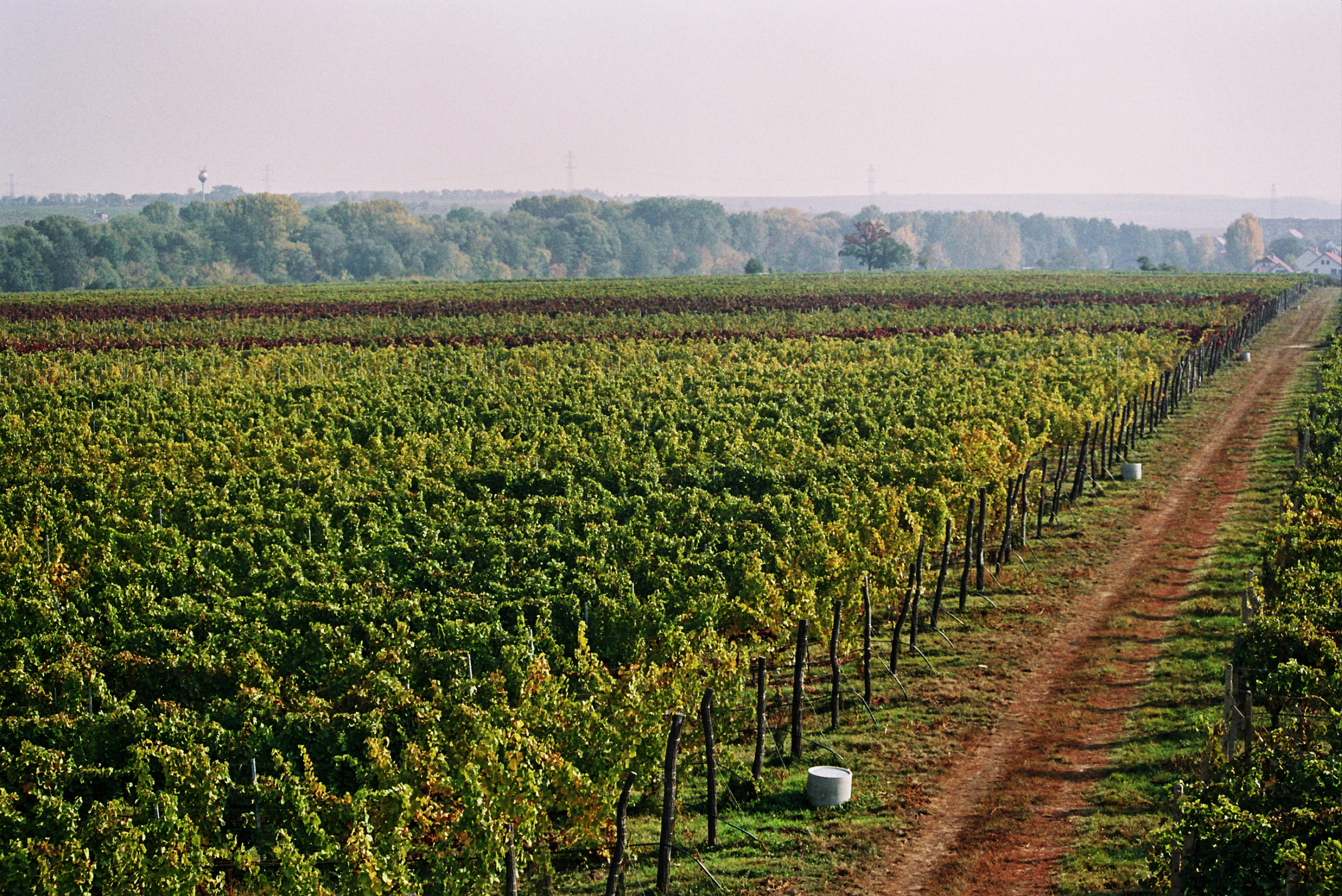 Vinařství AMPELOS foto 2