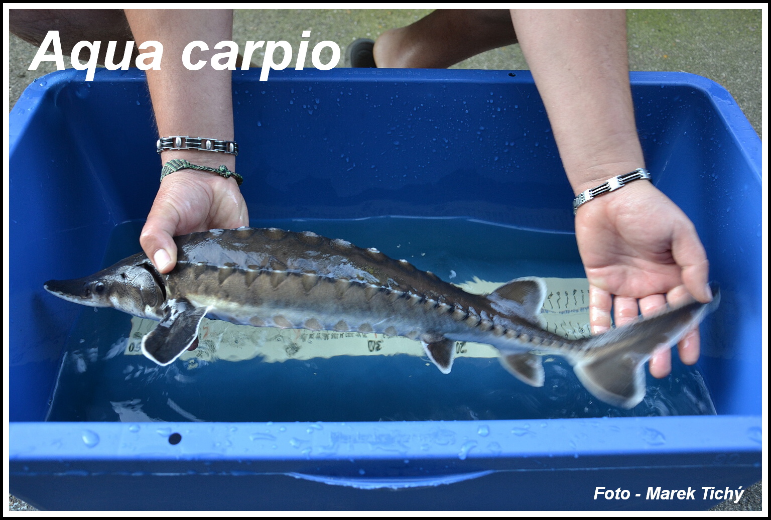 AquaCarpio Ing. Lukáš Borozidis – obchod s rybami foto 3