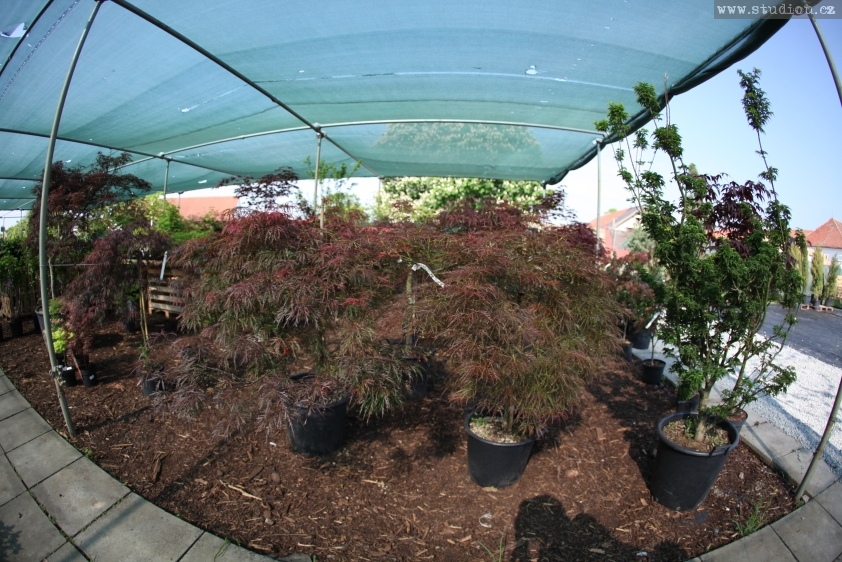 Edenia zahradní dentrum foto 4