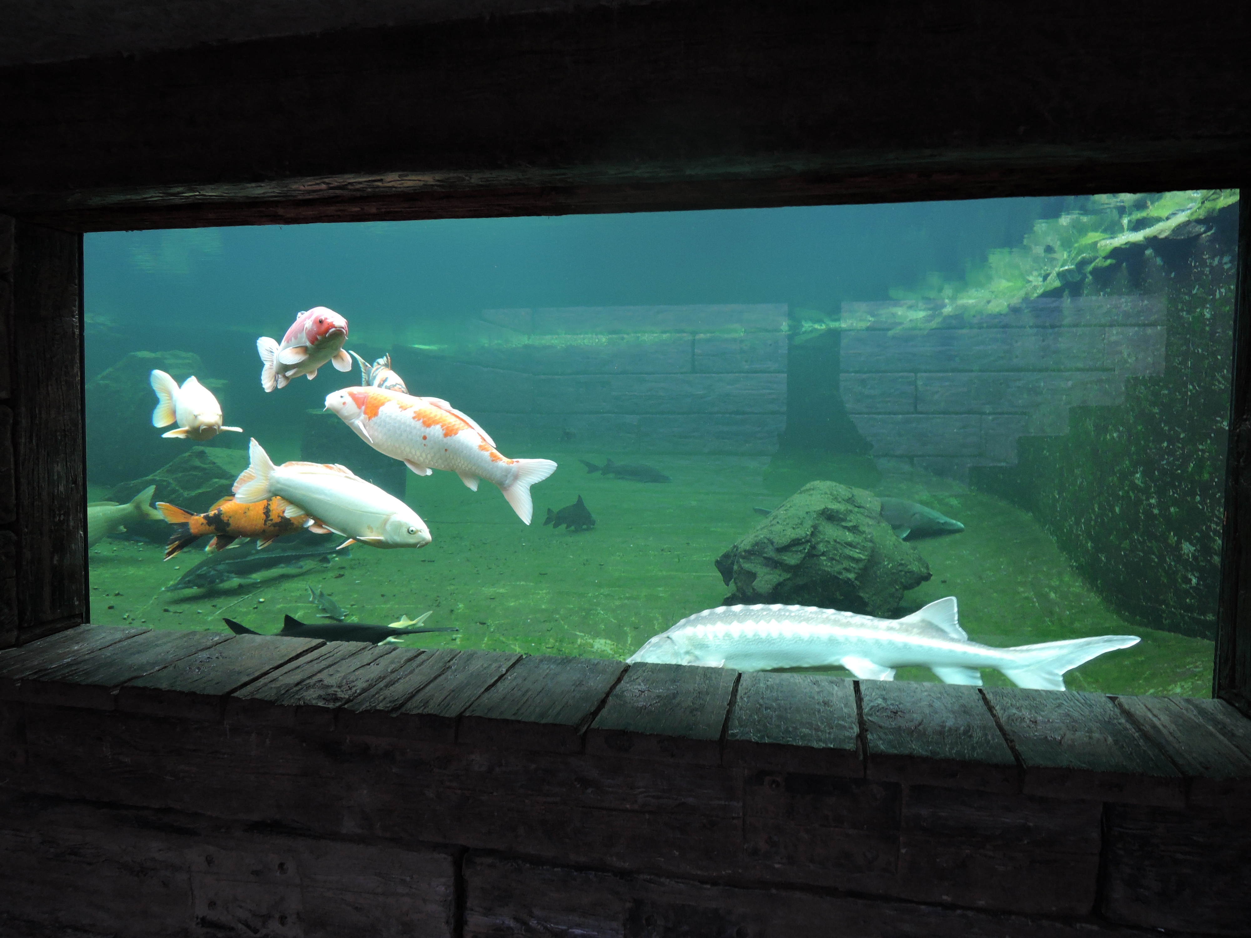 Jezírka Banat foto 4