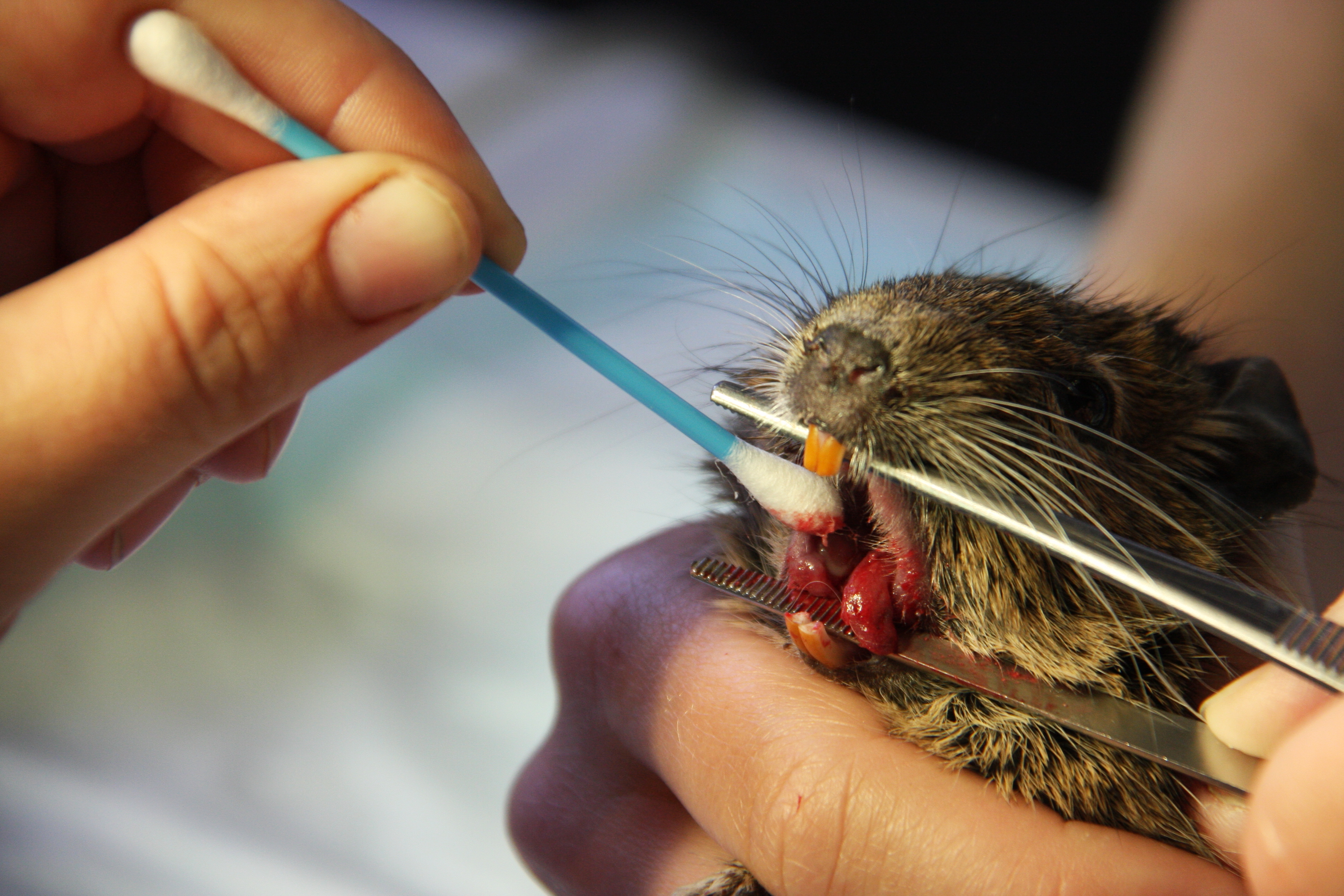 Veterinární klinika Zodiacus 97 s.r.o. foto 3