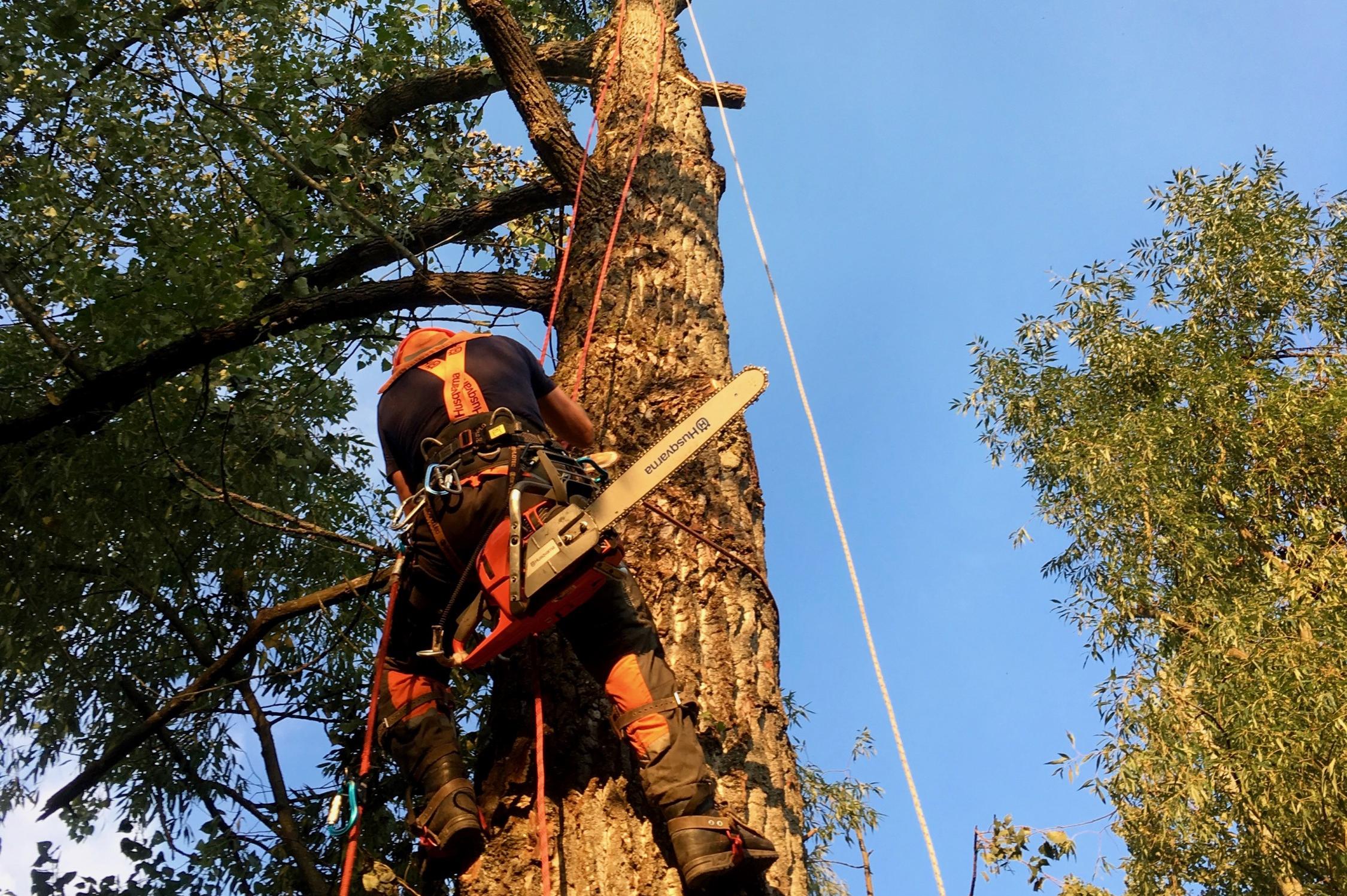 Kácení bez rizik - Rizikové kácení stromů