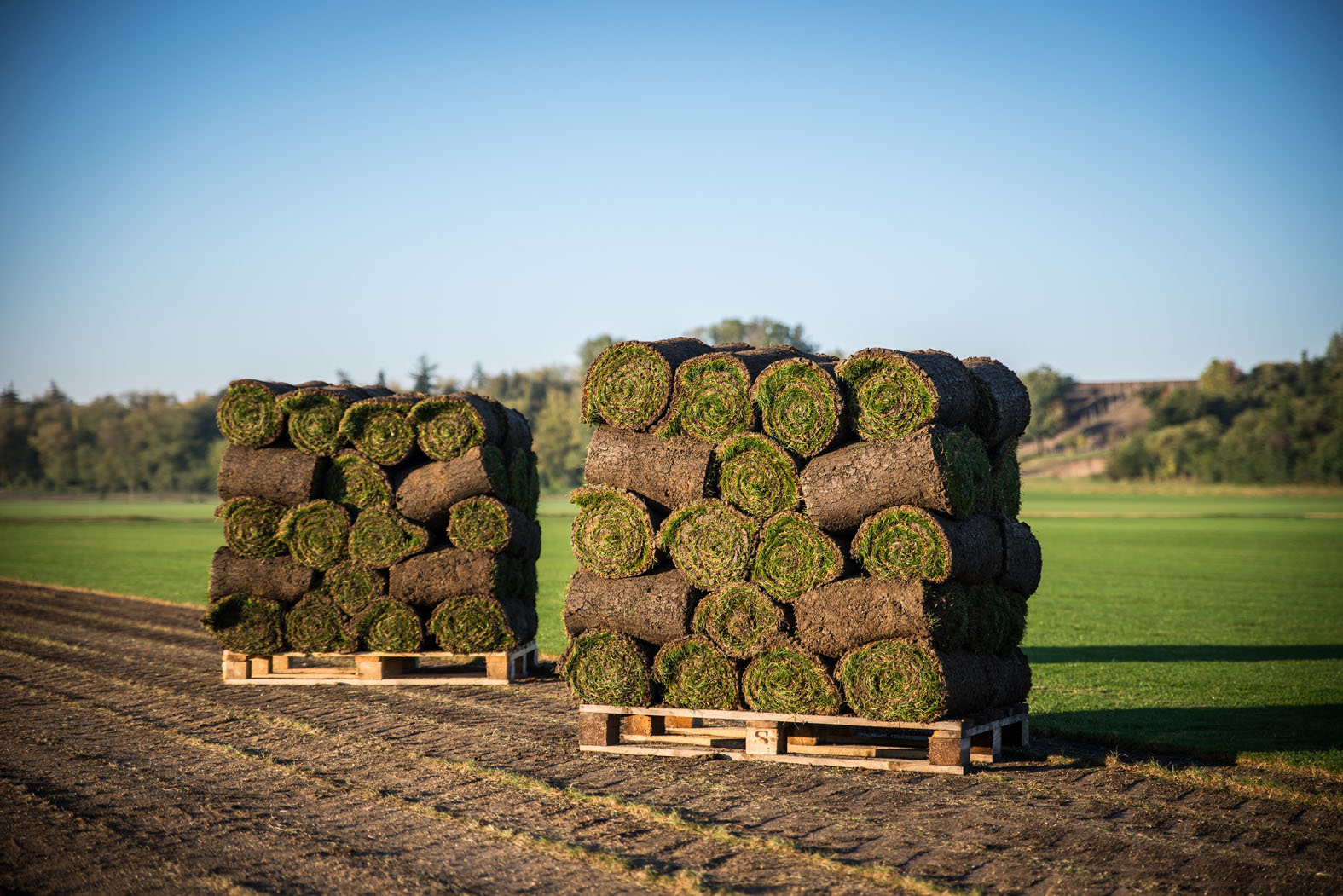 Ing. Jiří Vrbas - KVĚT trávníková školka foto 3