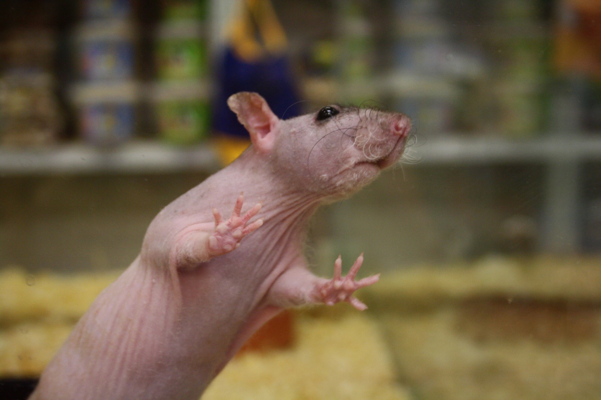 Hafani.cz - kamenná prodejna foto 4