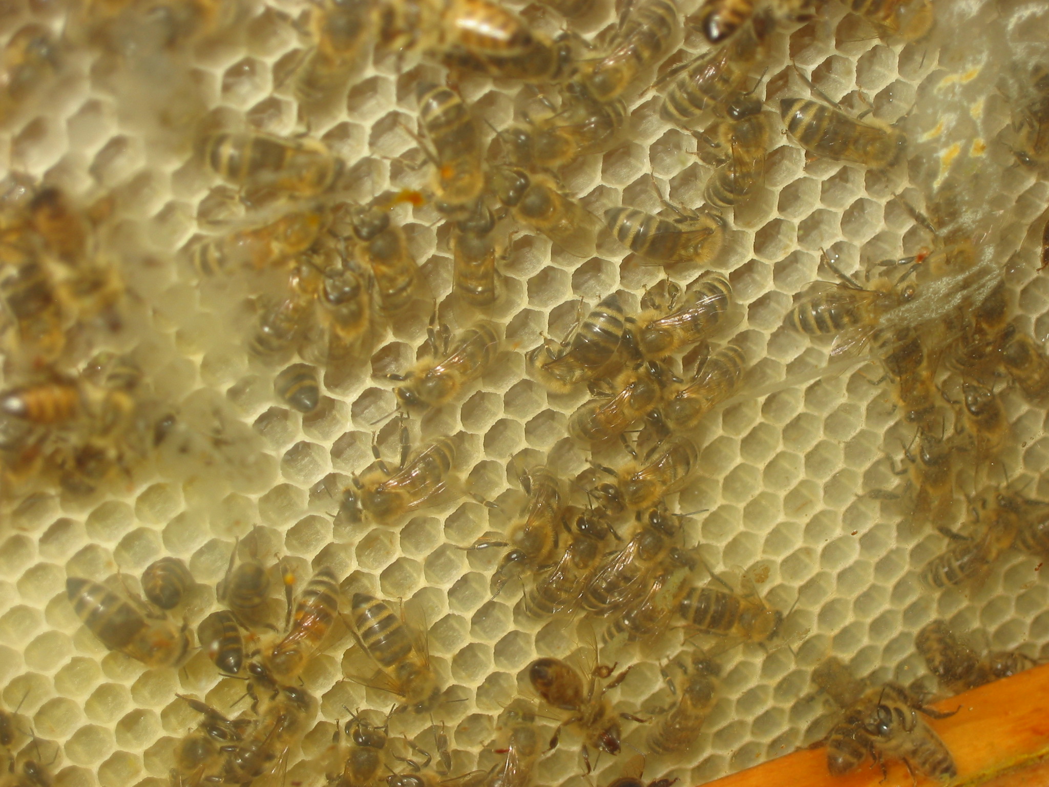 Včelařství Vymazal foto 4