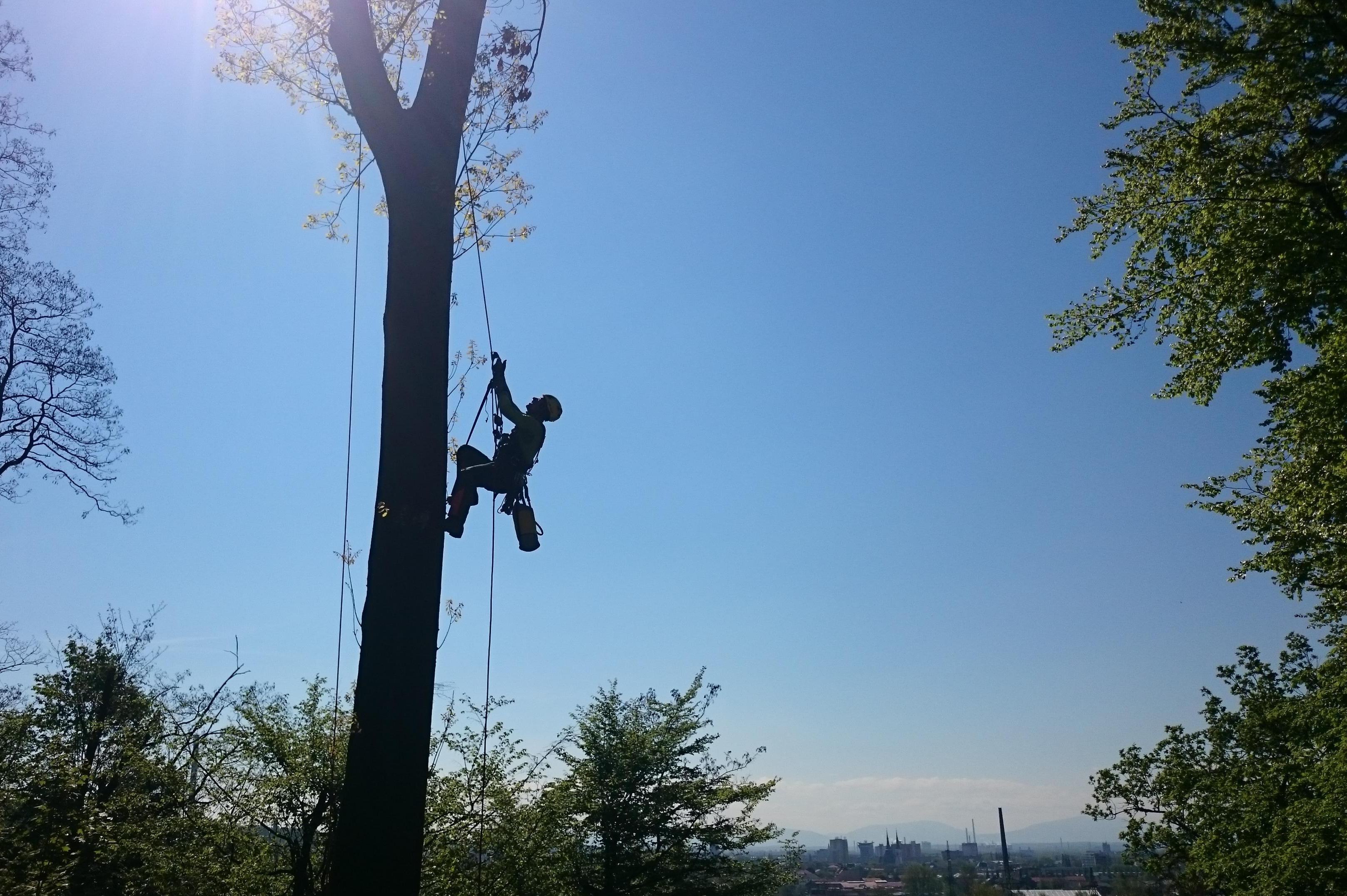 Kácení rizikových stromů - Michal Strnad