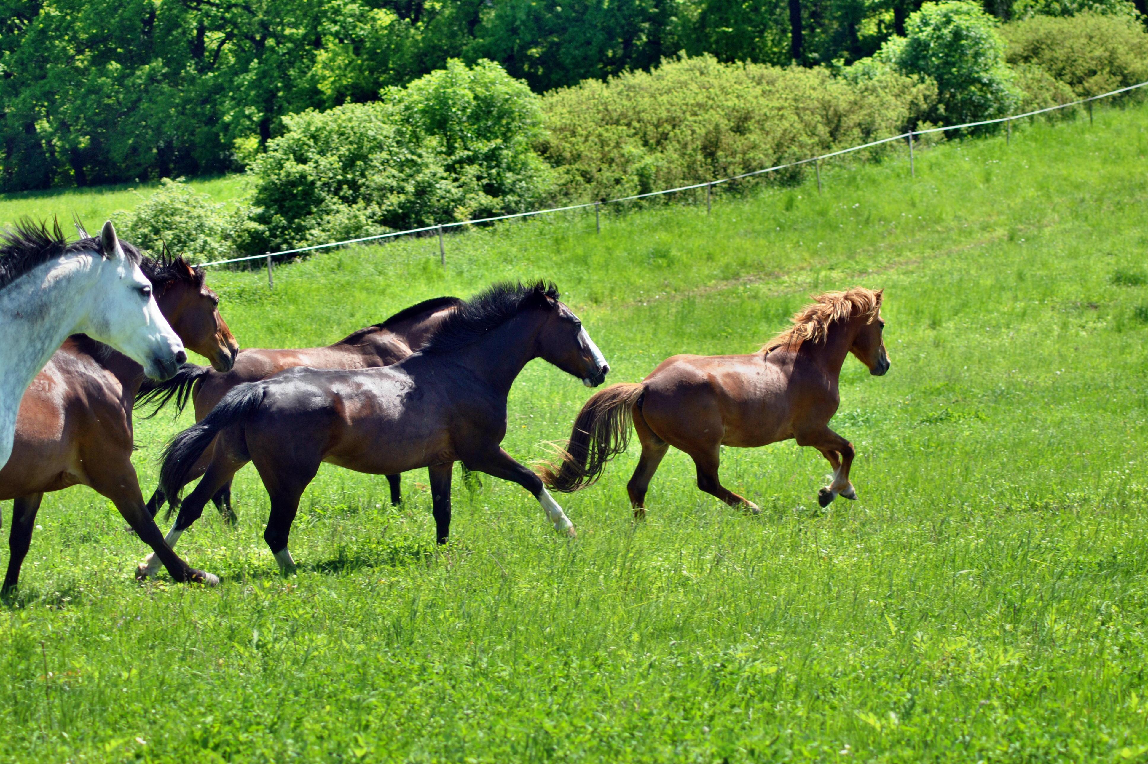 Sportovní stáj Svobodová foto 2