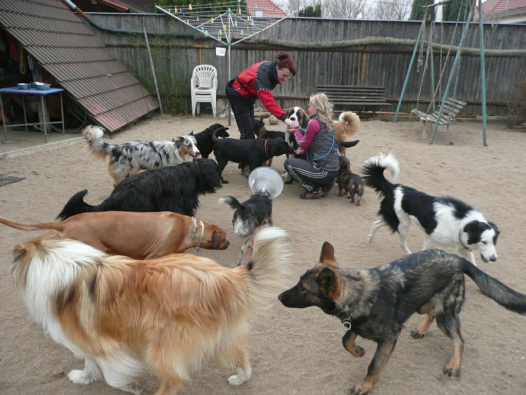 Psí škola Novaro - výchova a výcvik psů foto 2