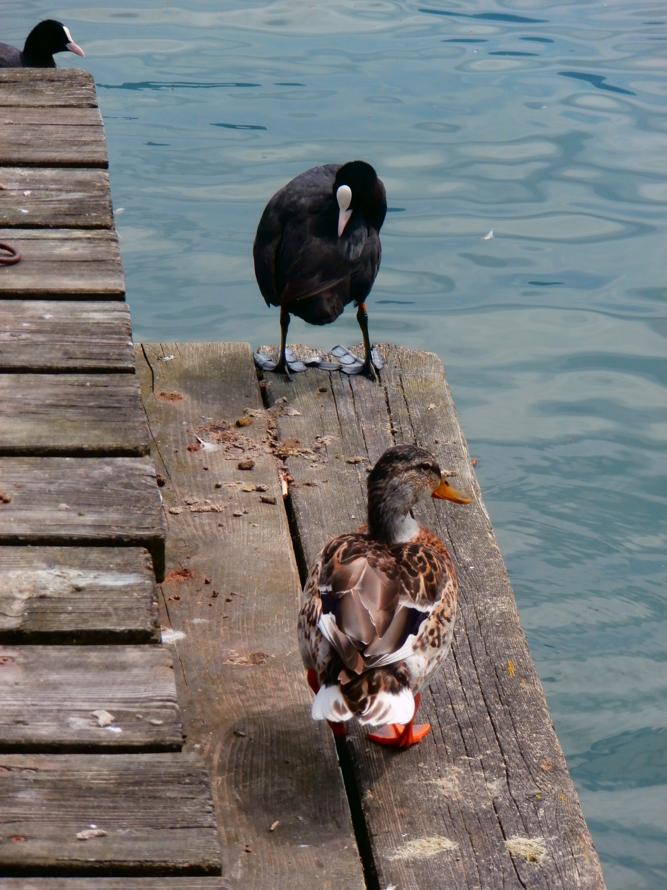 Mgr. Johana Kroupová - fotoobrazy foto 4