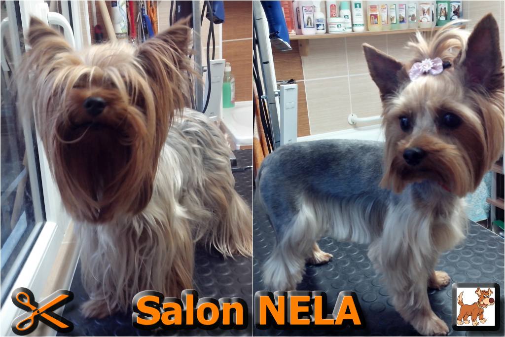 Psí salon NELA foto 4