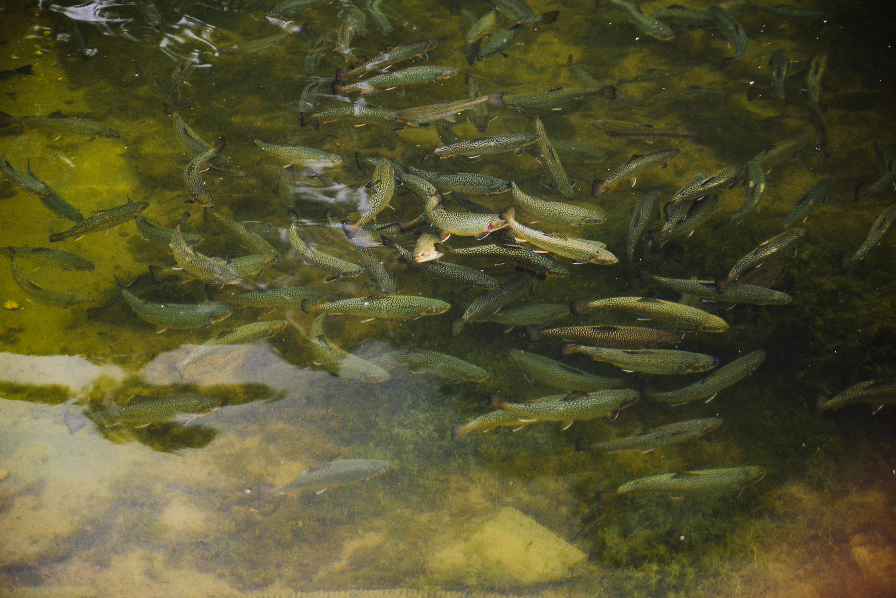 Rybárna U Svobodů foto 4