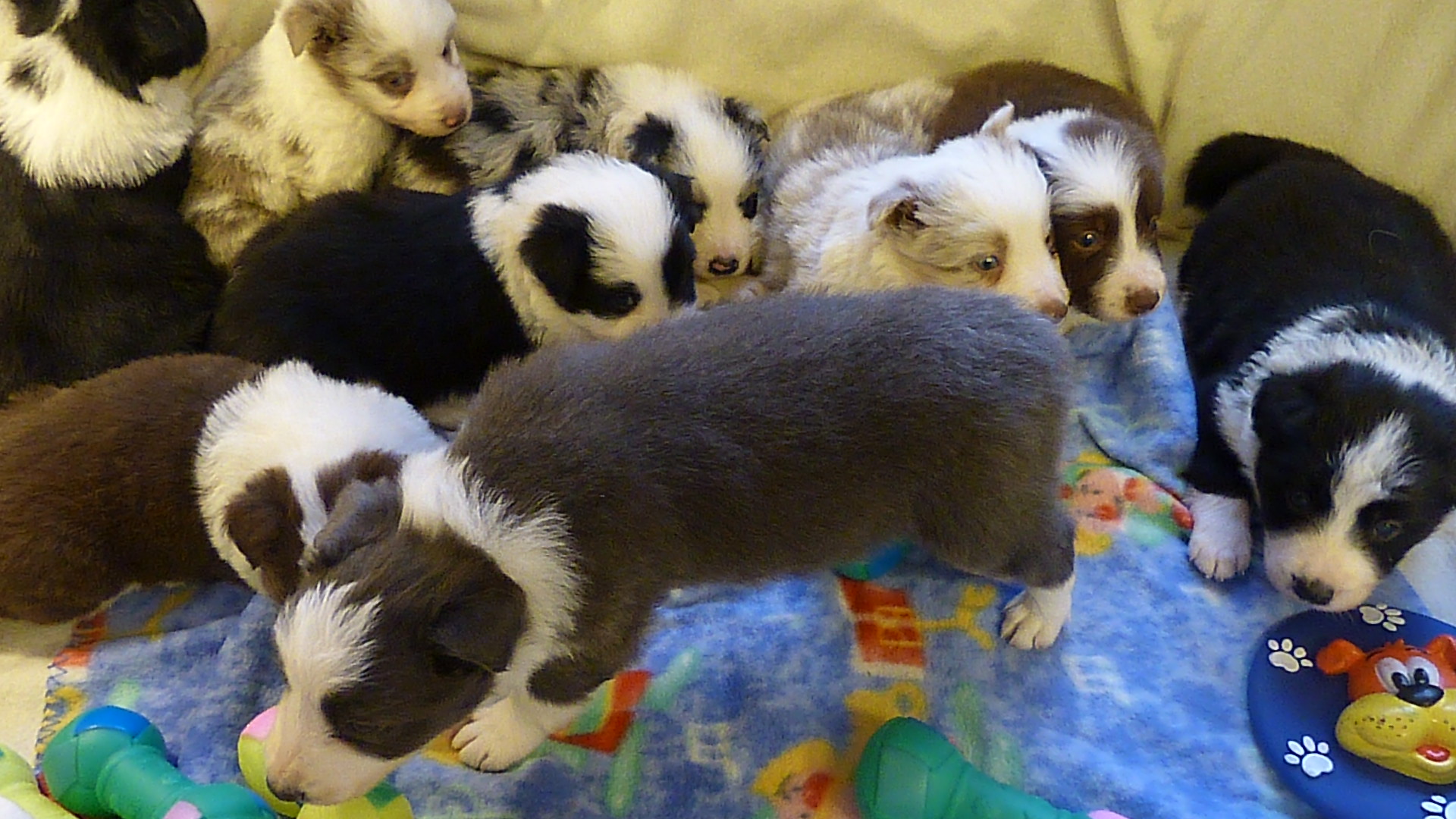 Psí škola Ambra Brunclíková foto 4