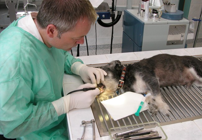 Veterinární klinika Medipet