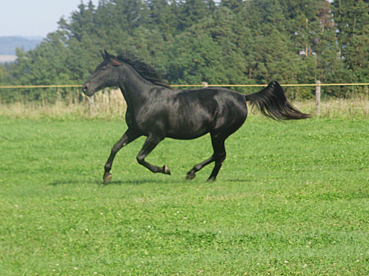 Koně Urych foto 4