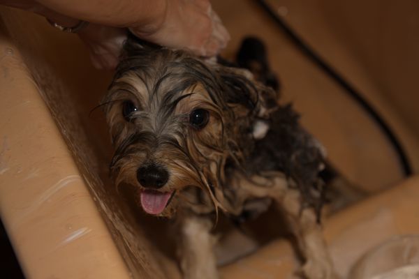 Happy Rex - Stříhání psů a koček Praha foto 2