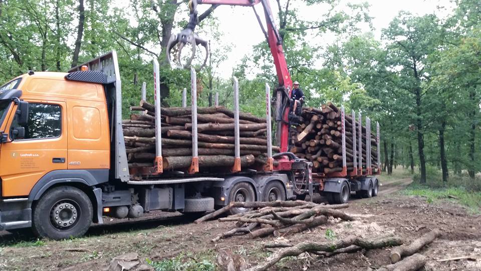 HOŠEK-Dřevo foto 3