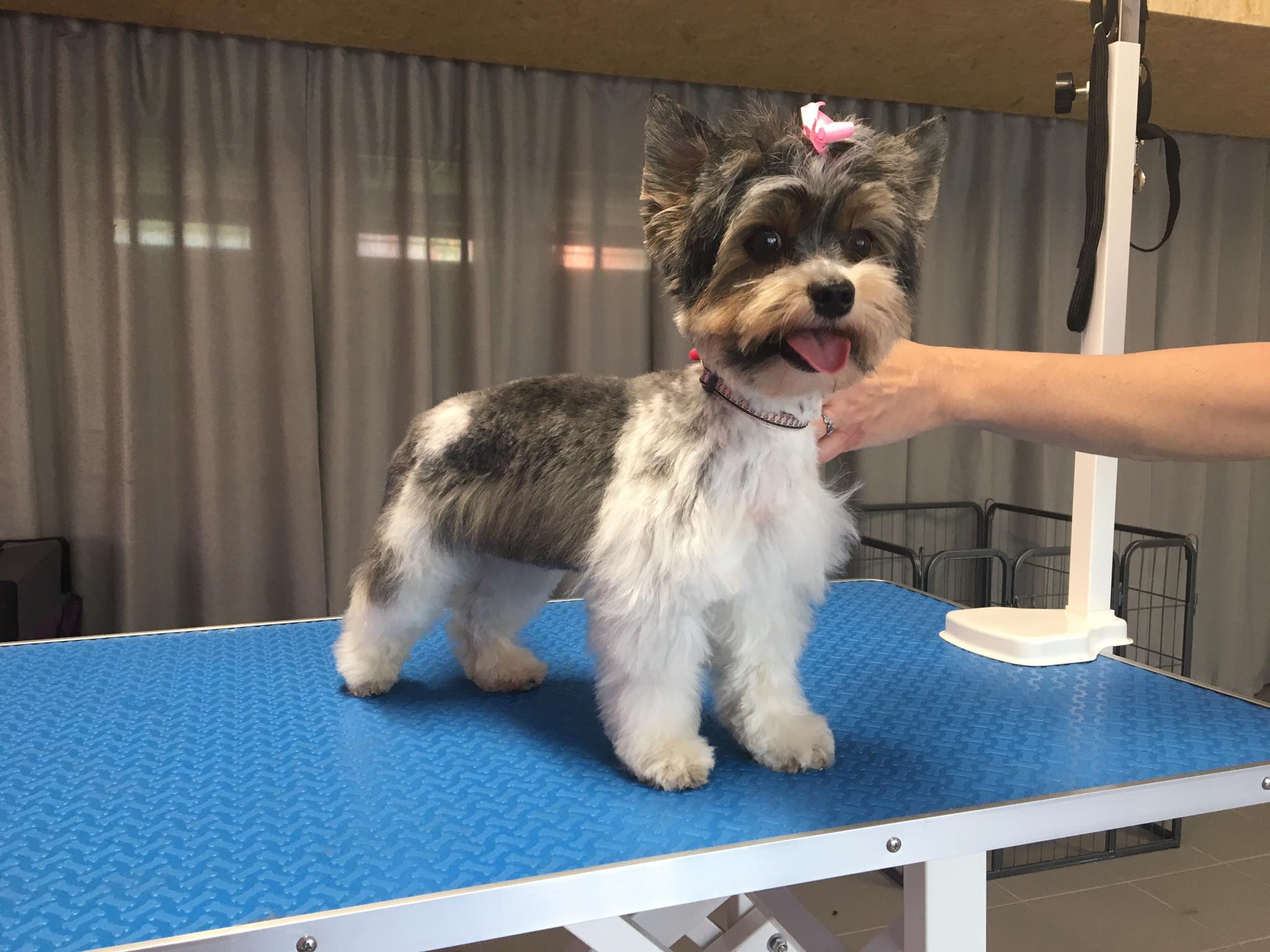 Psí Salon Annabell foto 2