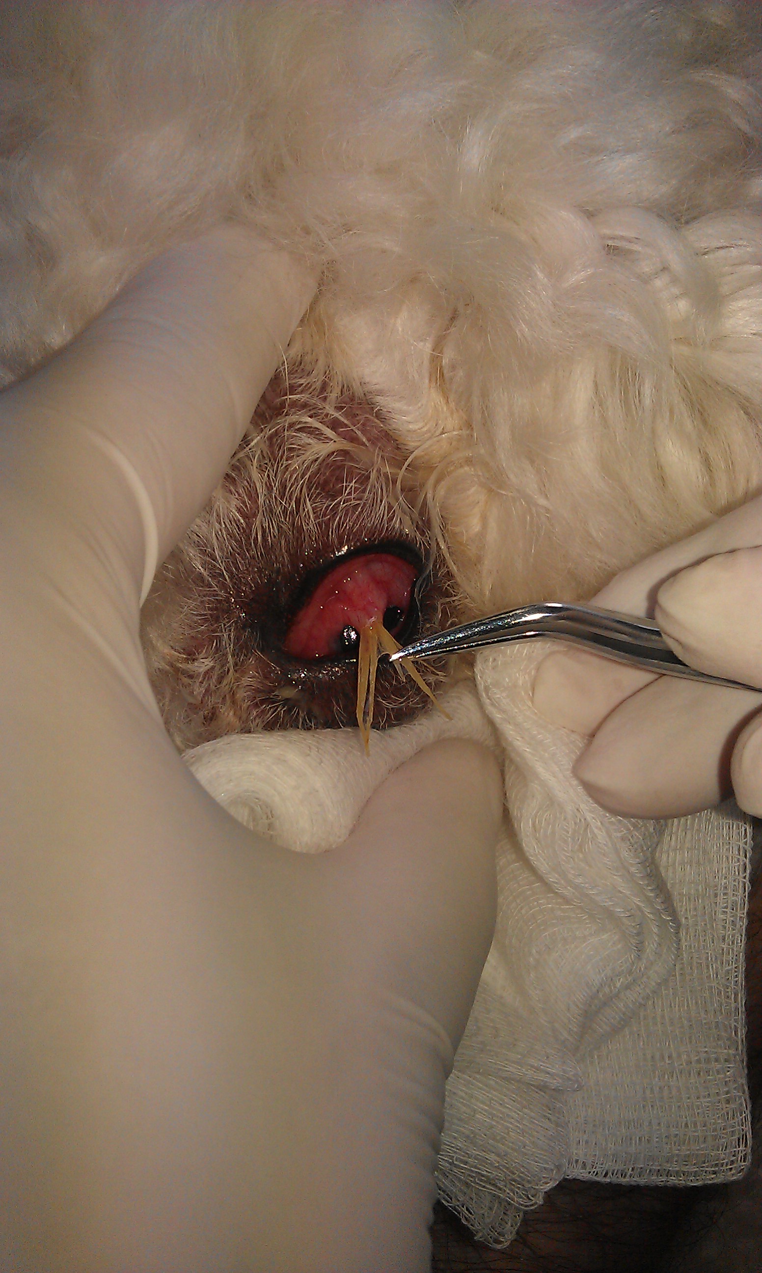 Veterinární klinika LIFE, s.r.o. foto 1