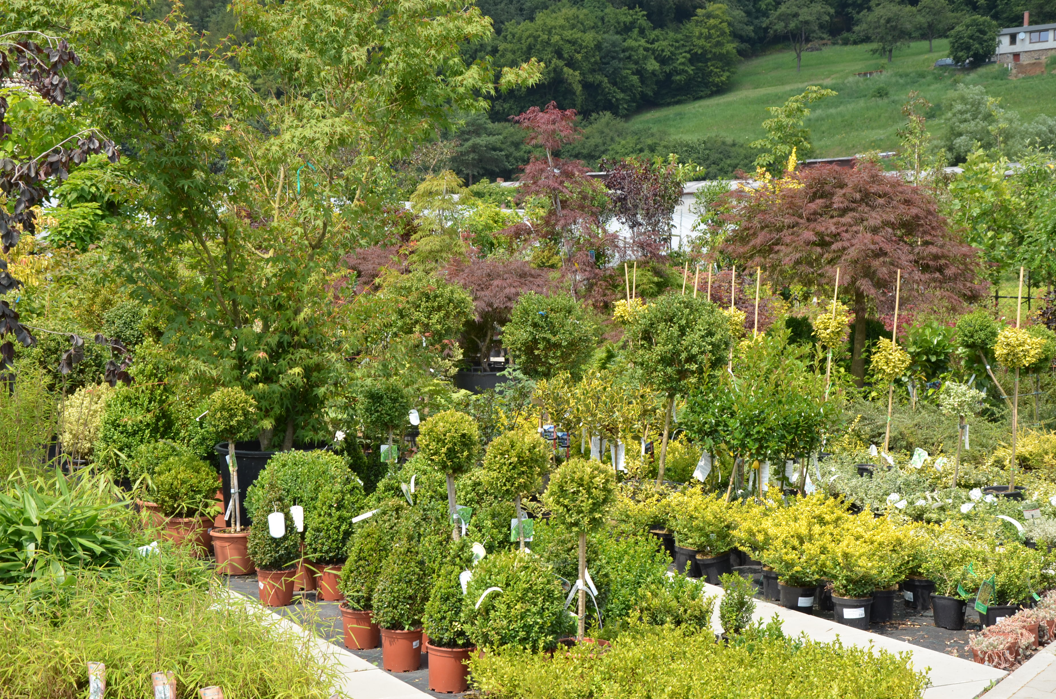 Zahradnictví u Kopřivů, s.r.o. foto 4