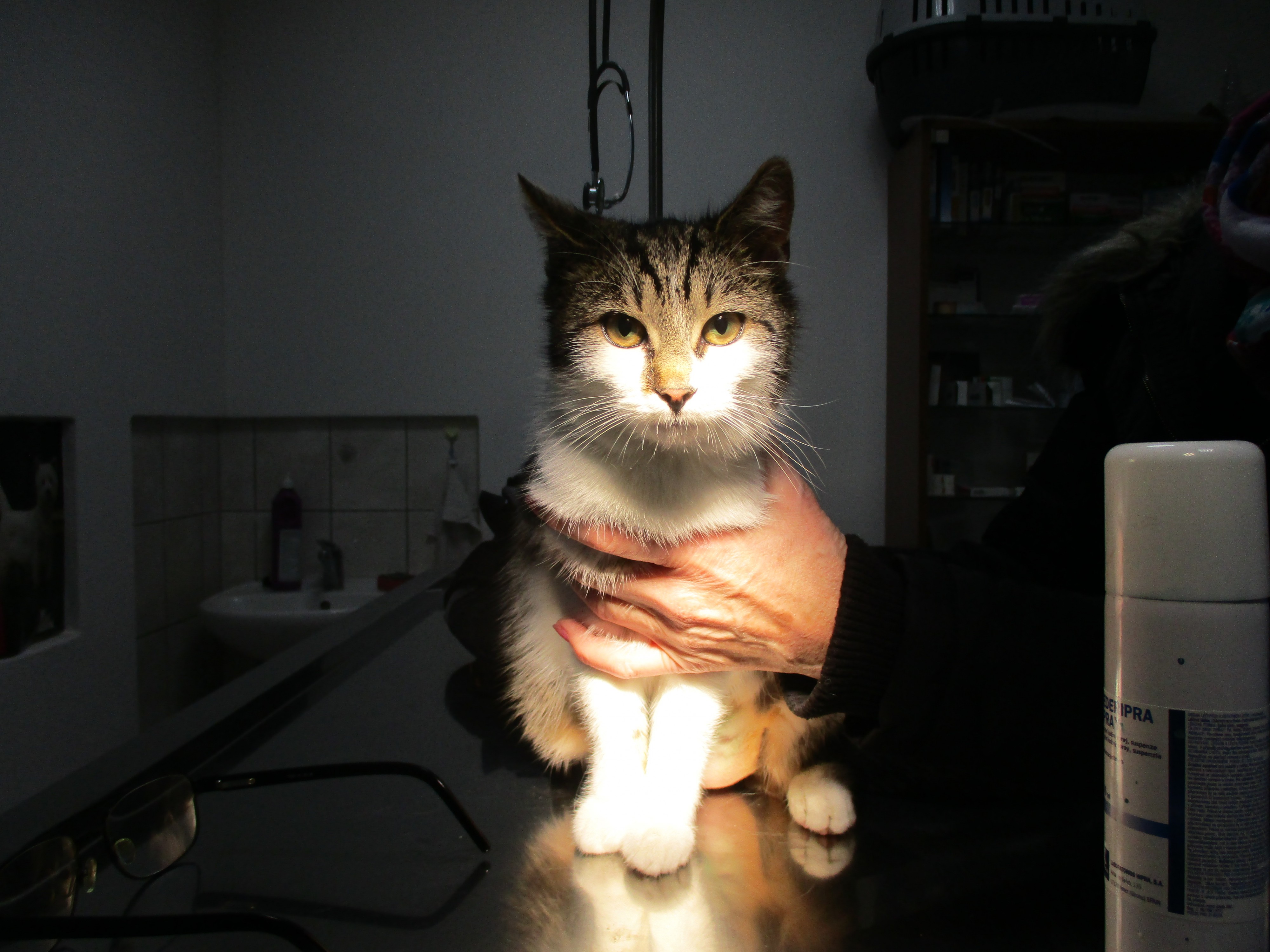 Veterinární ordinace MVDr. Maxim Bojko foto 2