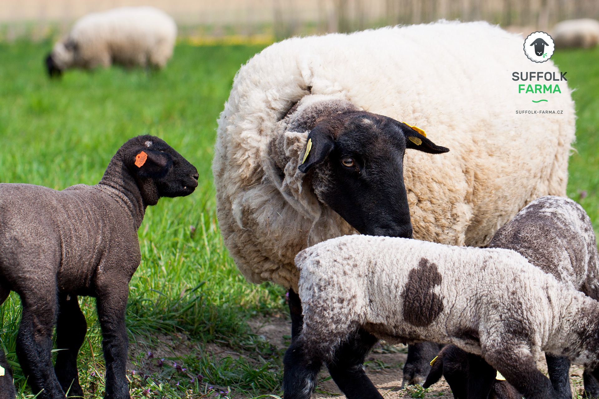 SUFFOLK FARMA foto 4