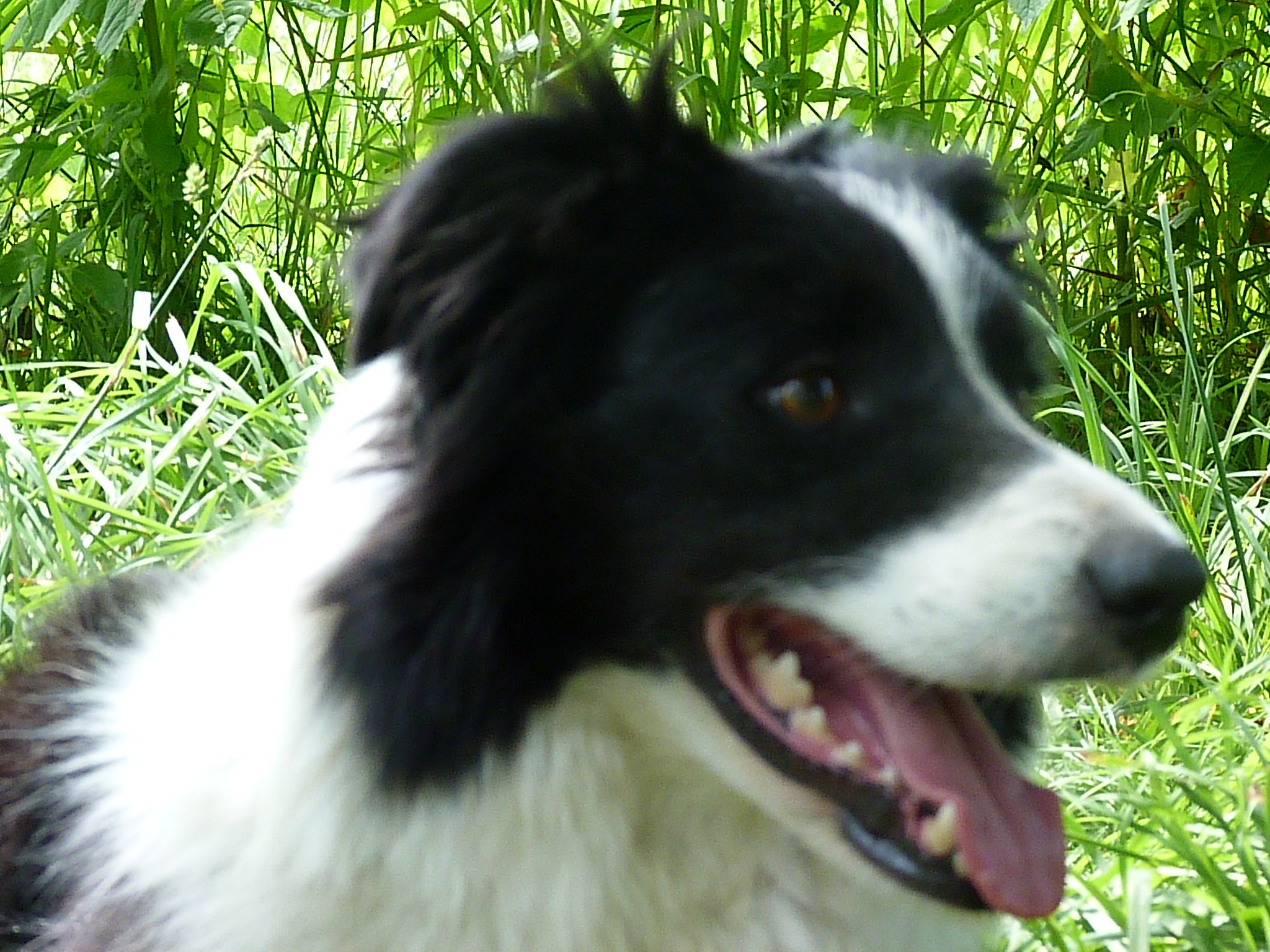 Psí škola Ambra Brunclíková foto 2