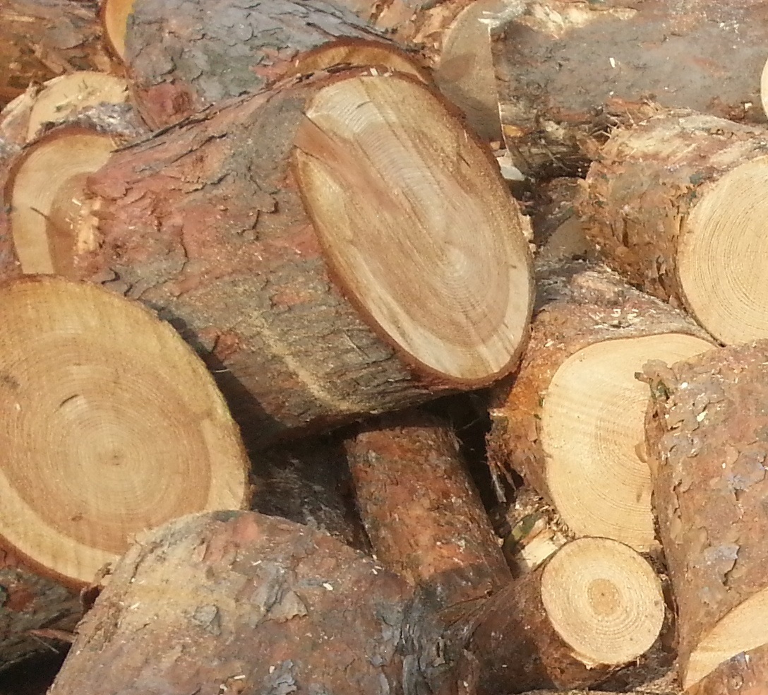 TOP DŘEVO - Tomáš Kukučka foto 3