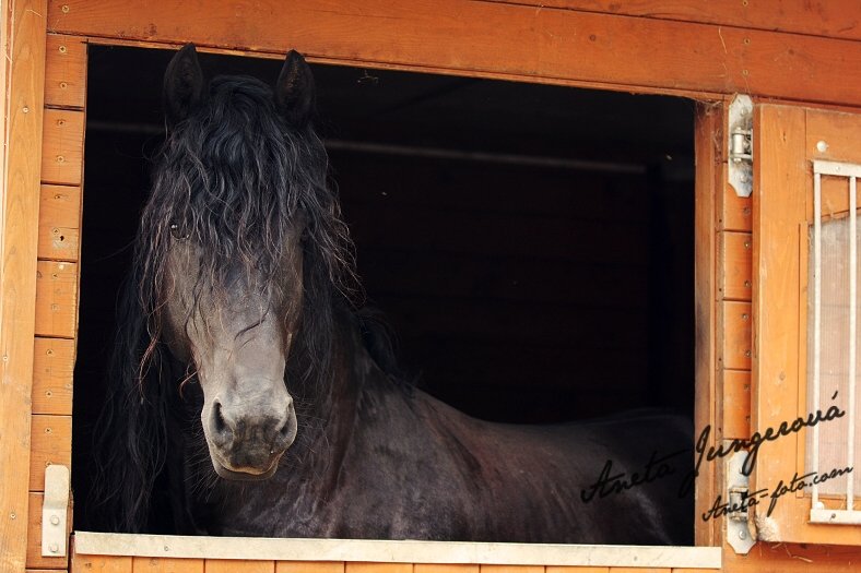 Jezdecká stáj SAM foto 2