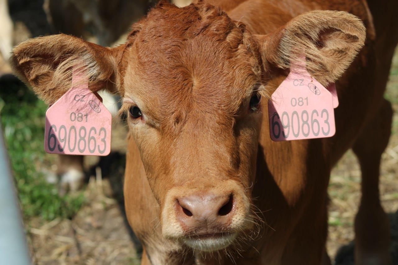 Farma Bovine foto 3