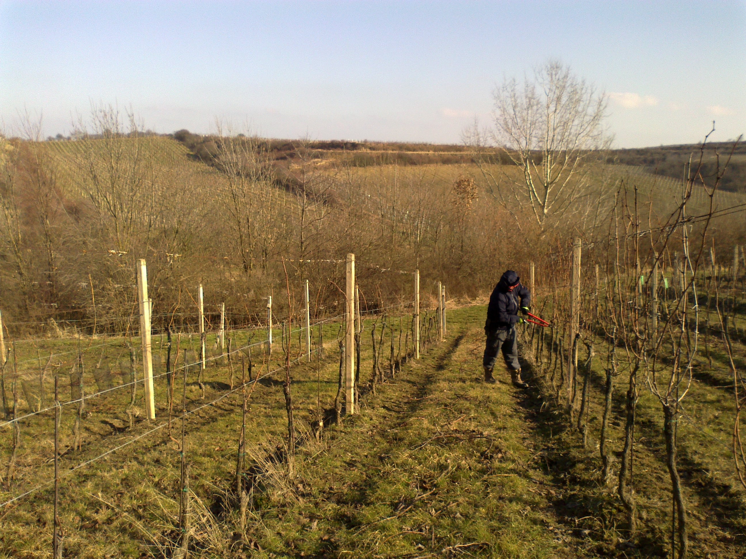 Vinařství Kachyňa s.r.o. foto 2