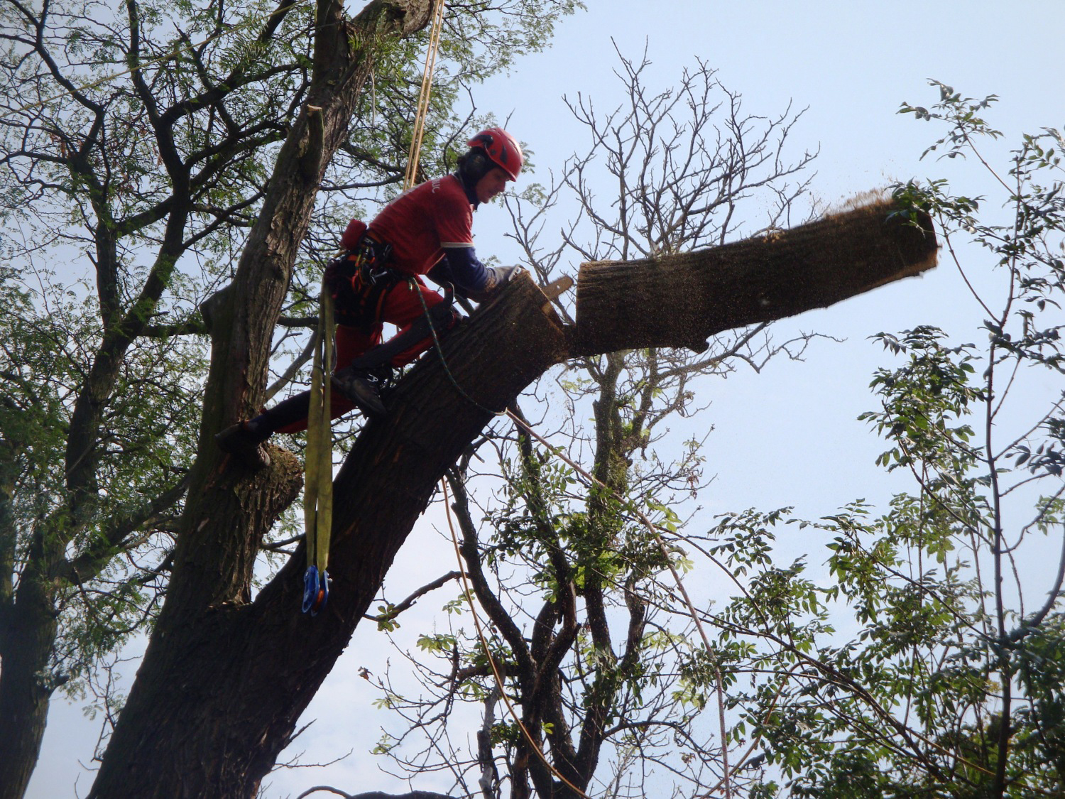 Jiří Zapadlo - Péče o stromy foto 2