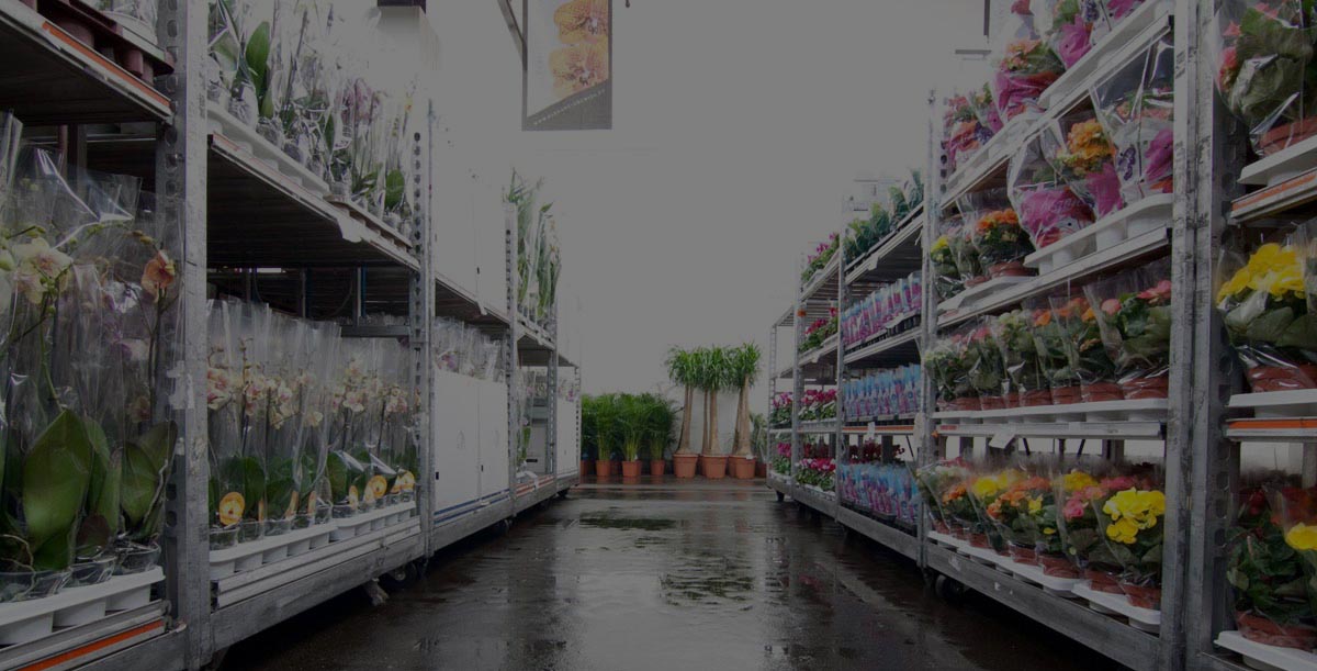 Kateřina Šedivá - velkoobchod květin foto 2