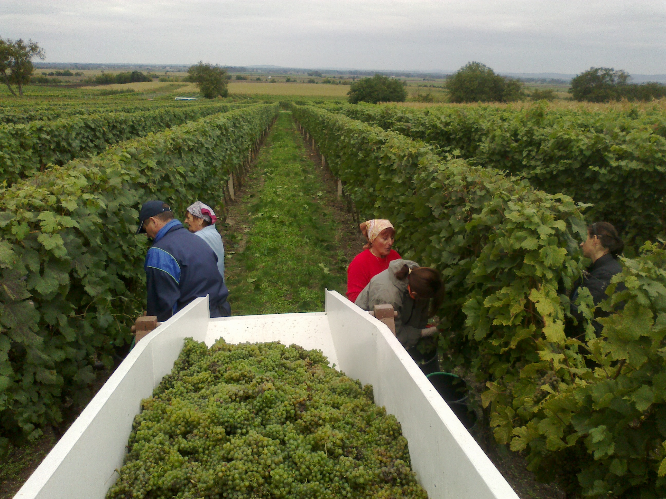Vinařství Kachyňa s.r.o. foto 3