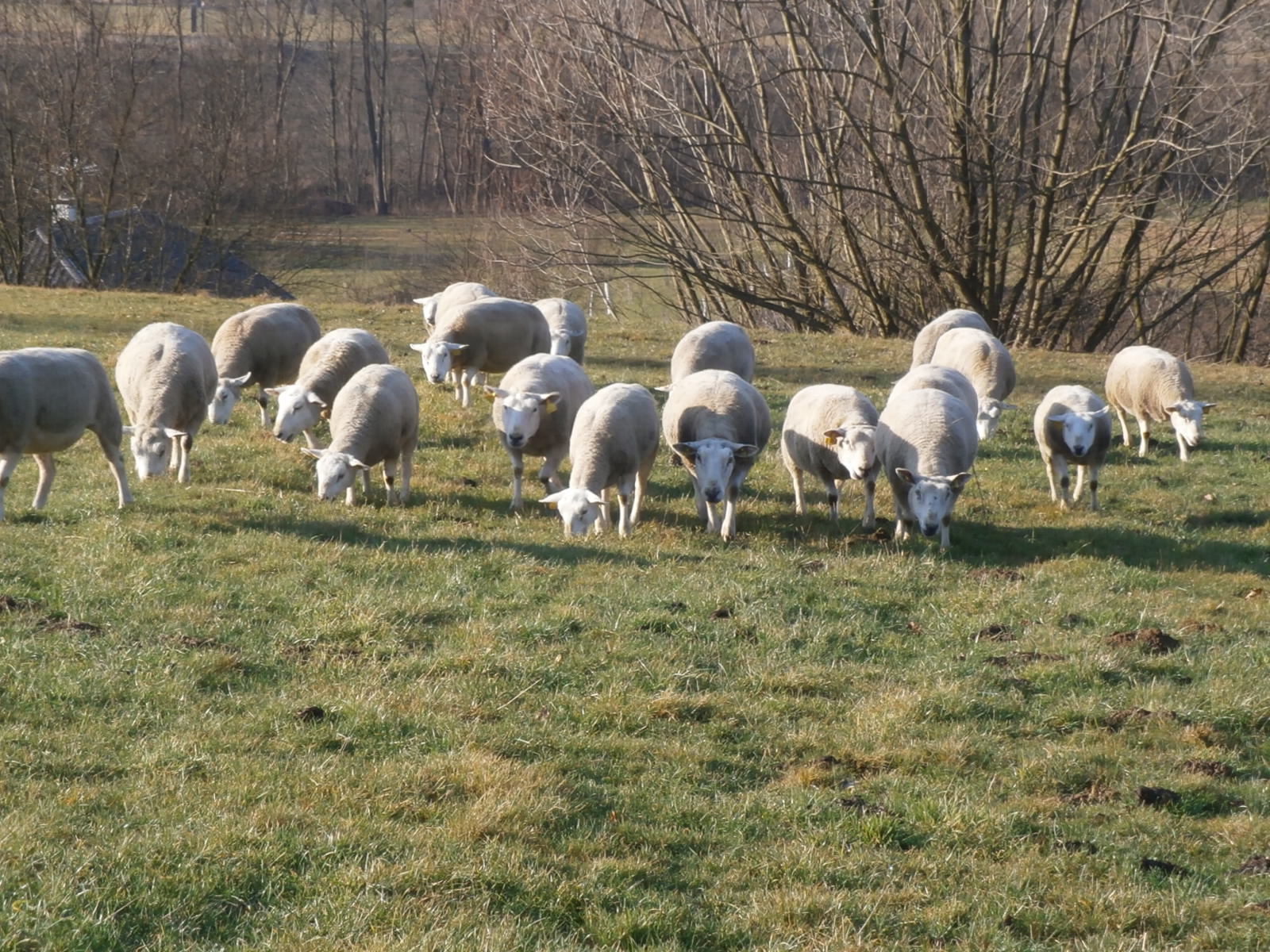 Domeček u oveček foto 2