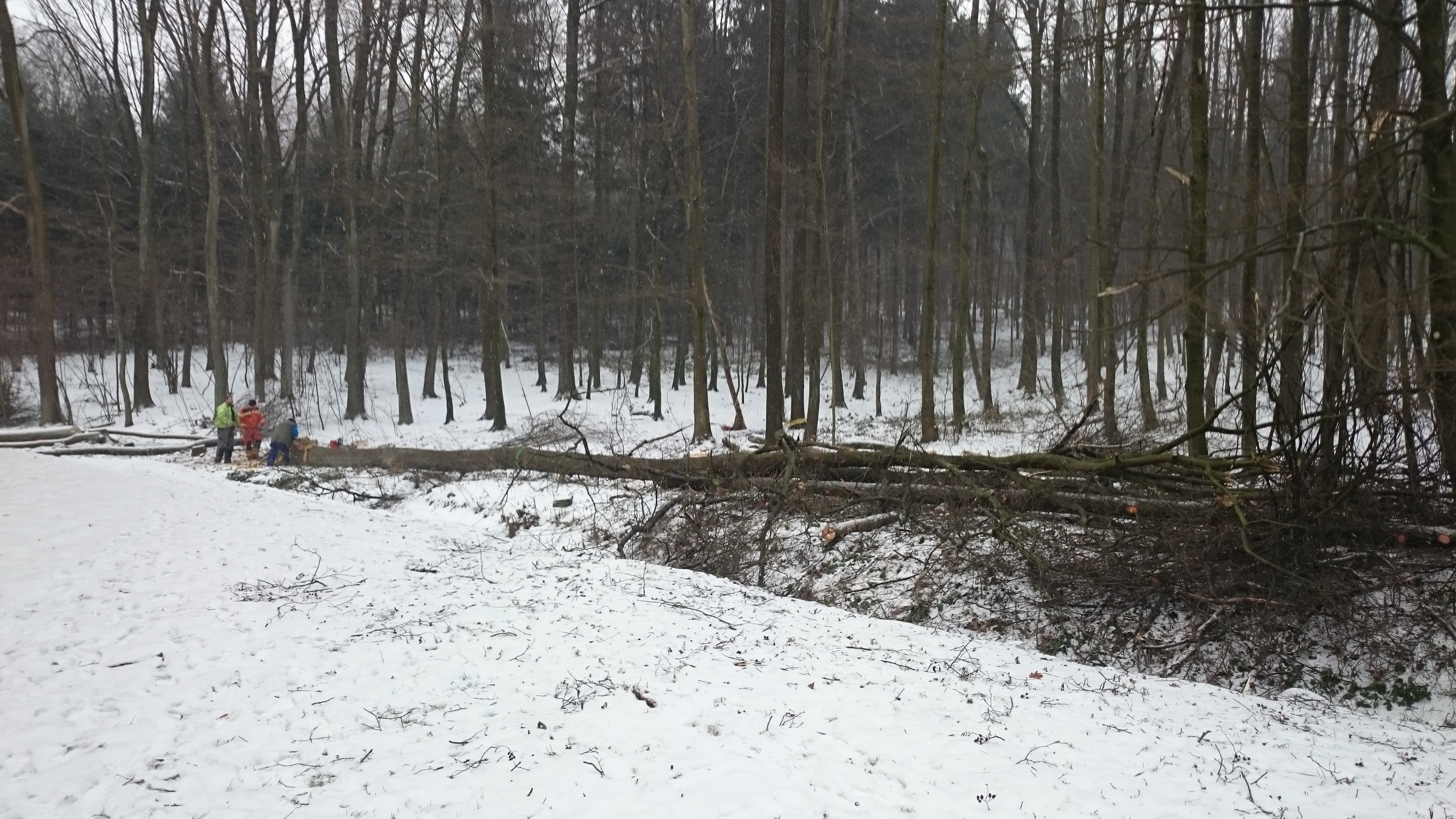 Kácení rizikových stromů - Michal Strnad foto 6