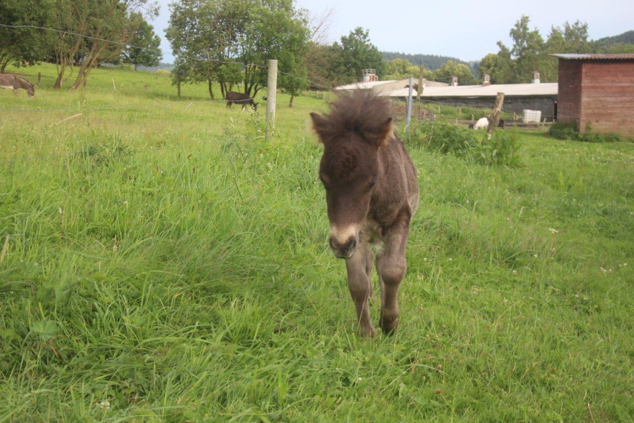Farma Bovine foto 2