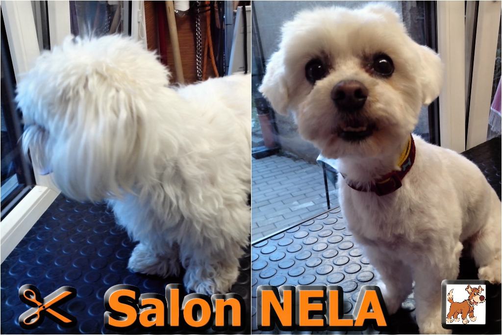 Psí salon NELA foto 3